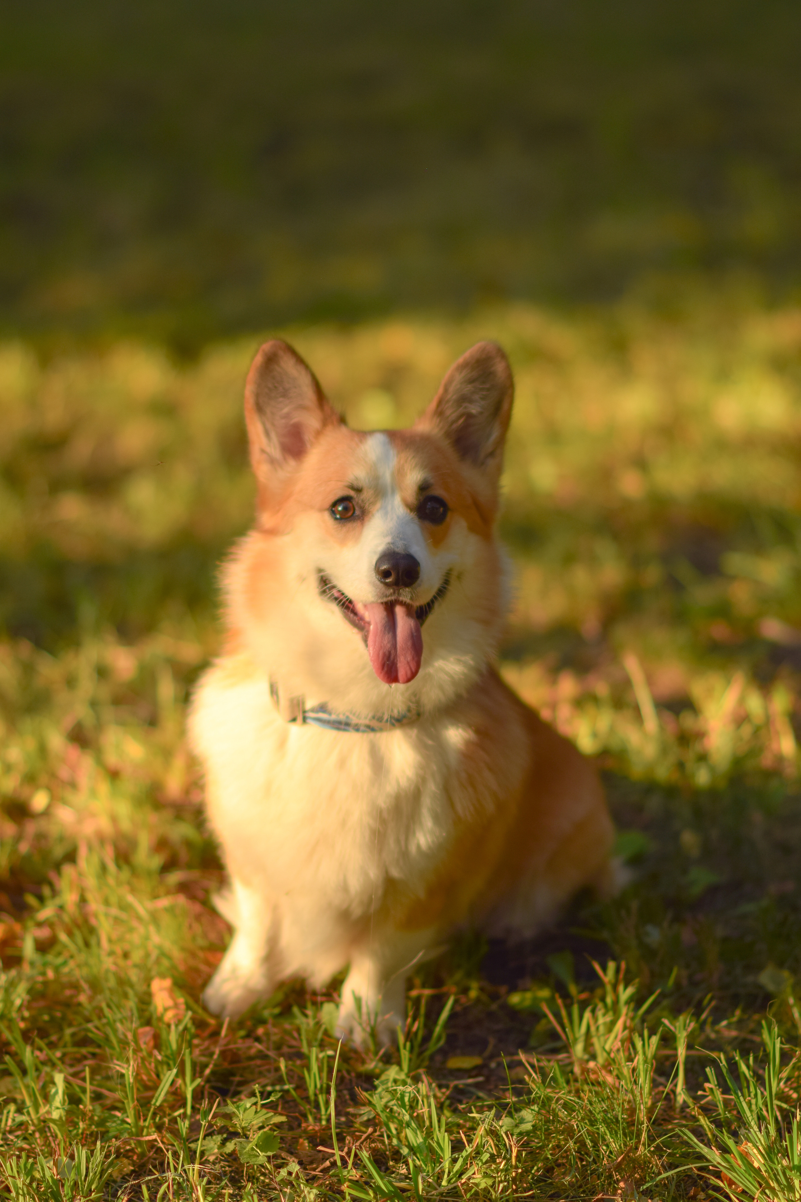 Алина и Ройс, парк на Яузе. Свадебный фотограф в Москве Анна Полушина