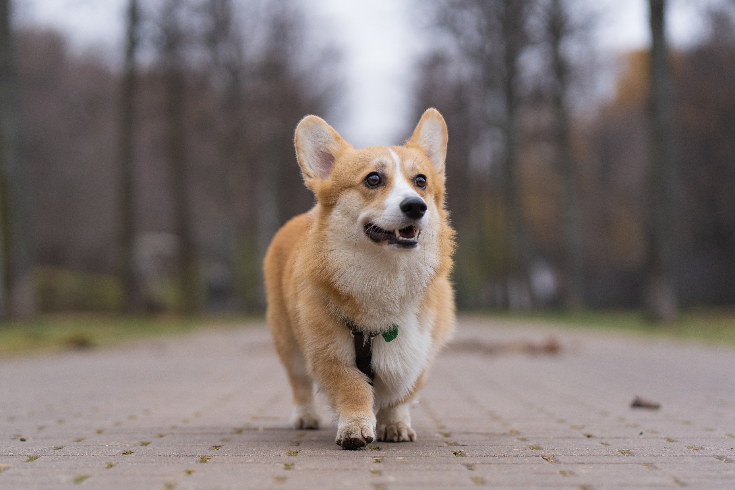 Ульяна, Рома, корги Эйс. Свадебный фотограф в Москве Анна Полушина
