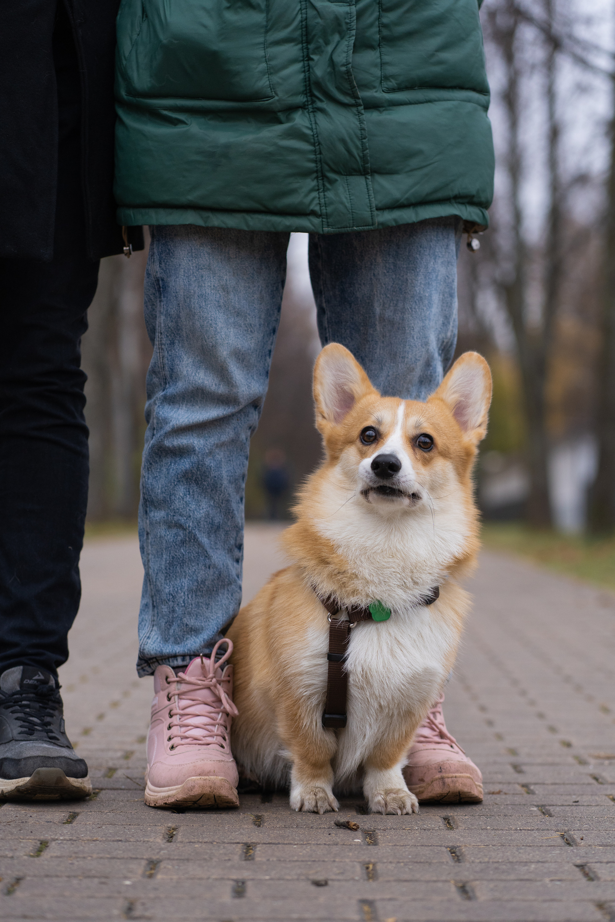 Ульяна, Рома, корги Эйс. Свадебный фотограф в Москве Анна Полушина