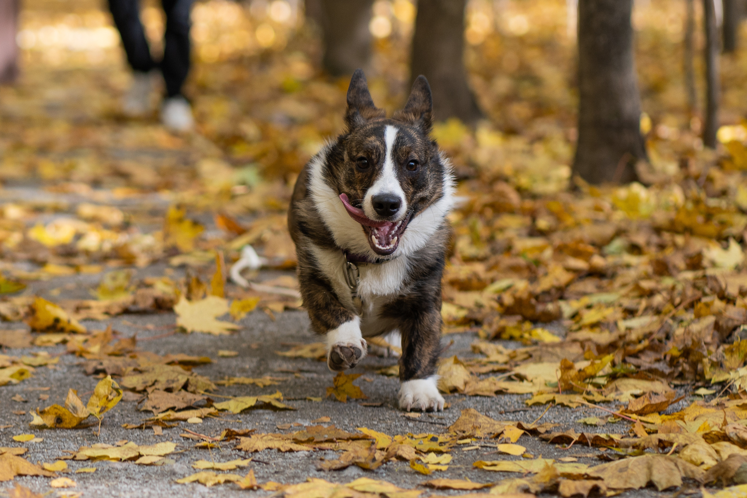 Боря, Даша и Маффин. Свадебный фотограф в Москве Анна Полушина