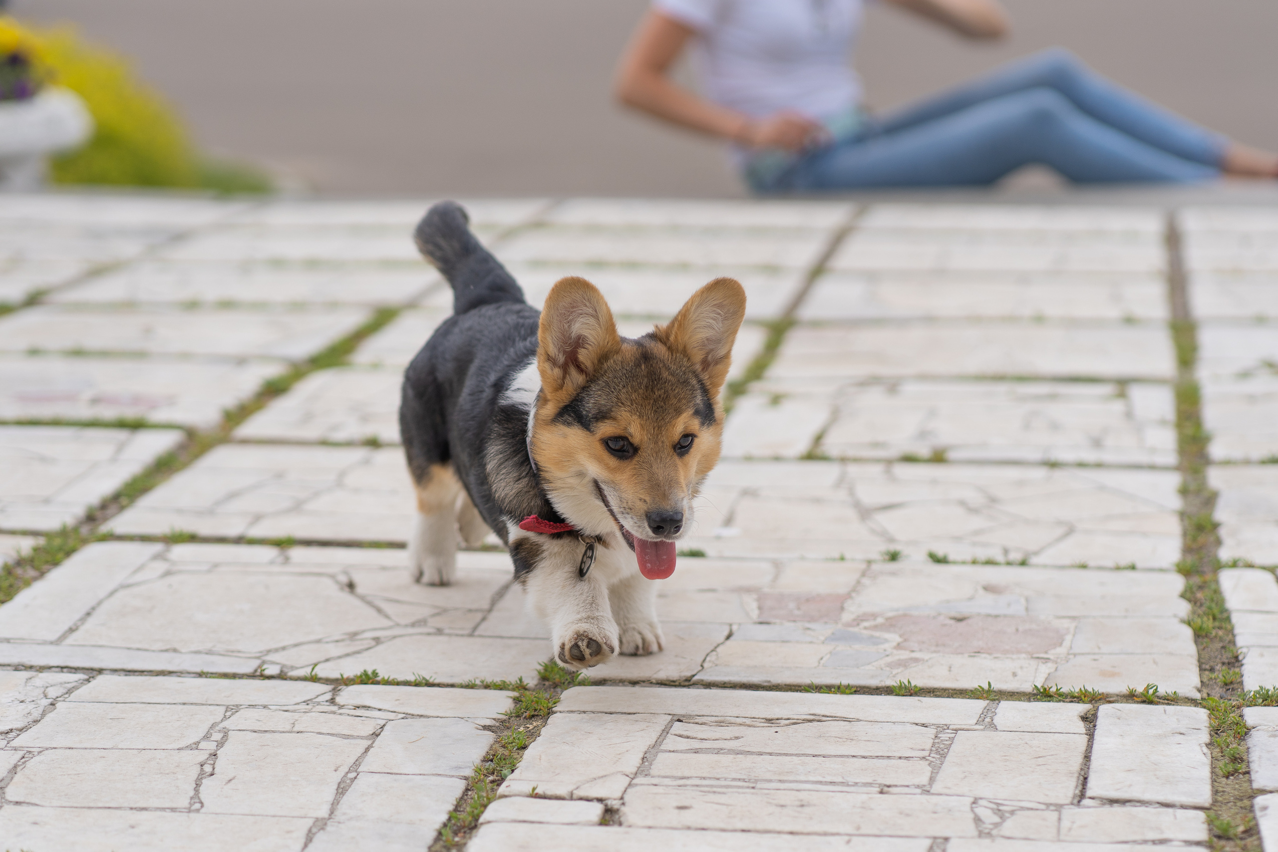 Каспер и Полина, Ботанический сад. Свадебный фотограф в Москве Анна Полушина