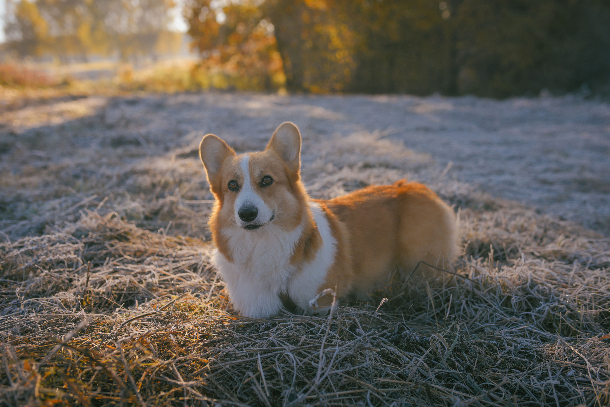 Фотосессия с питомцем в Москве. Свадебный фотограф в Москве Анна Полушина