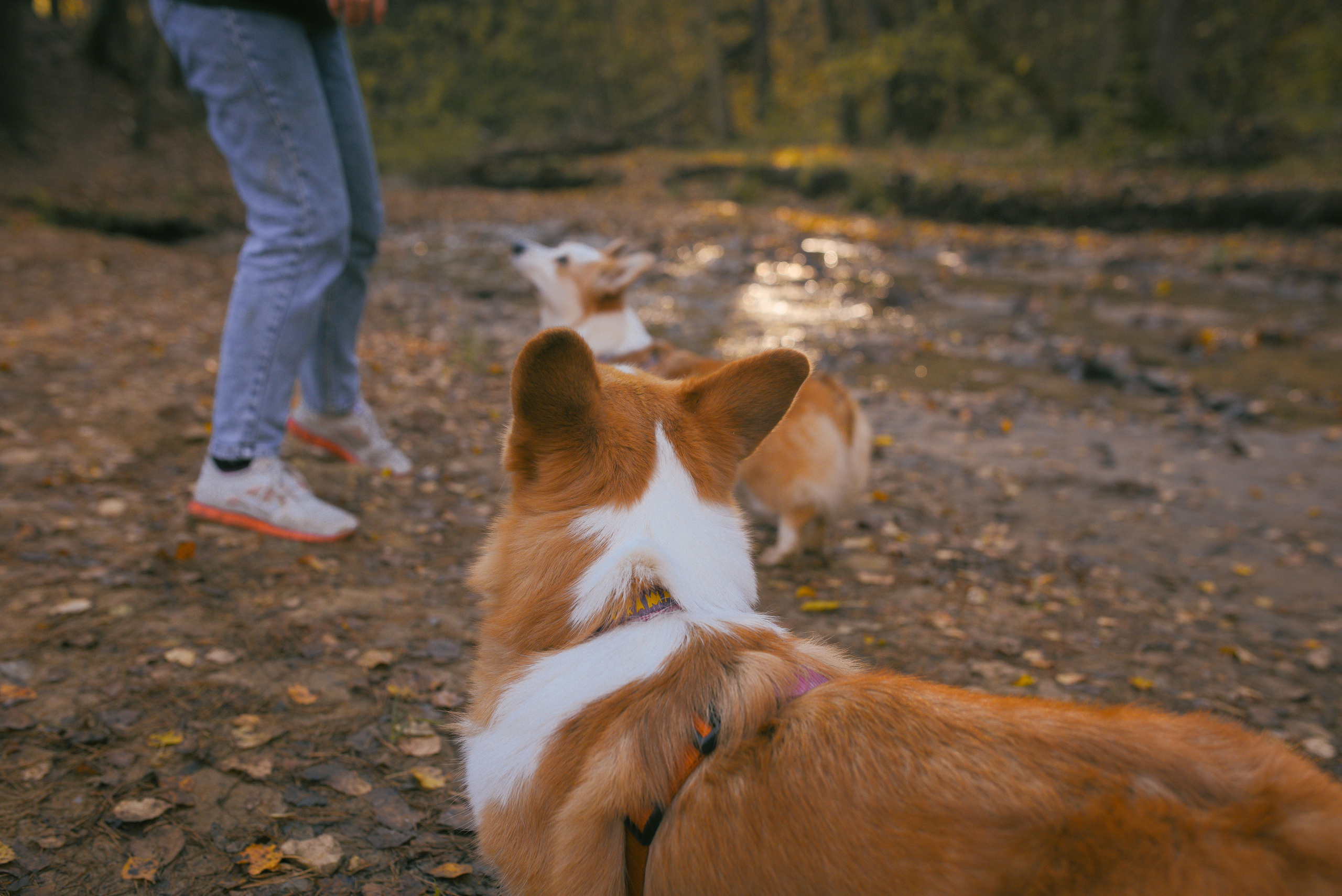 Фотосессия с питомцем в Москве. Свадебный фотограф в Москве Анна Полушина