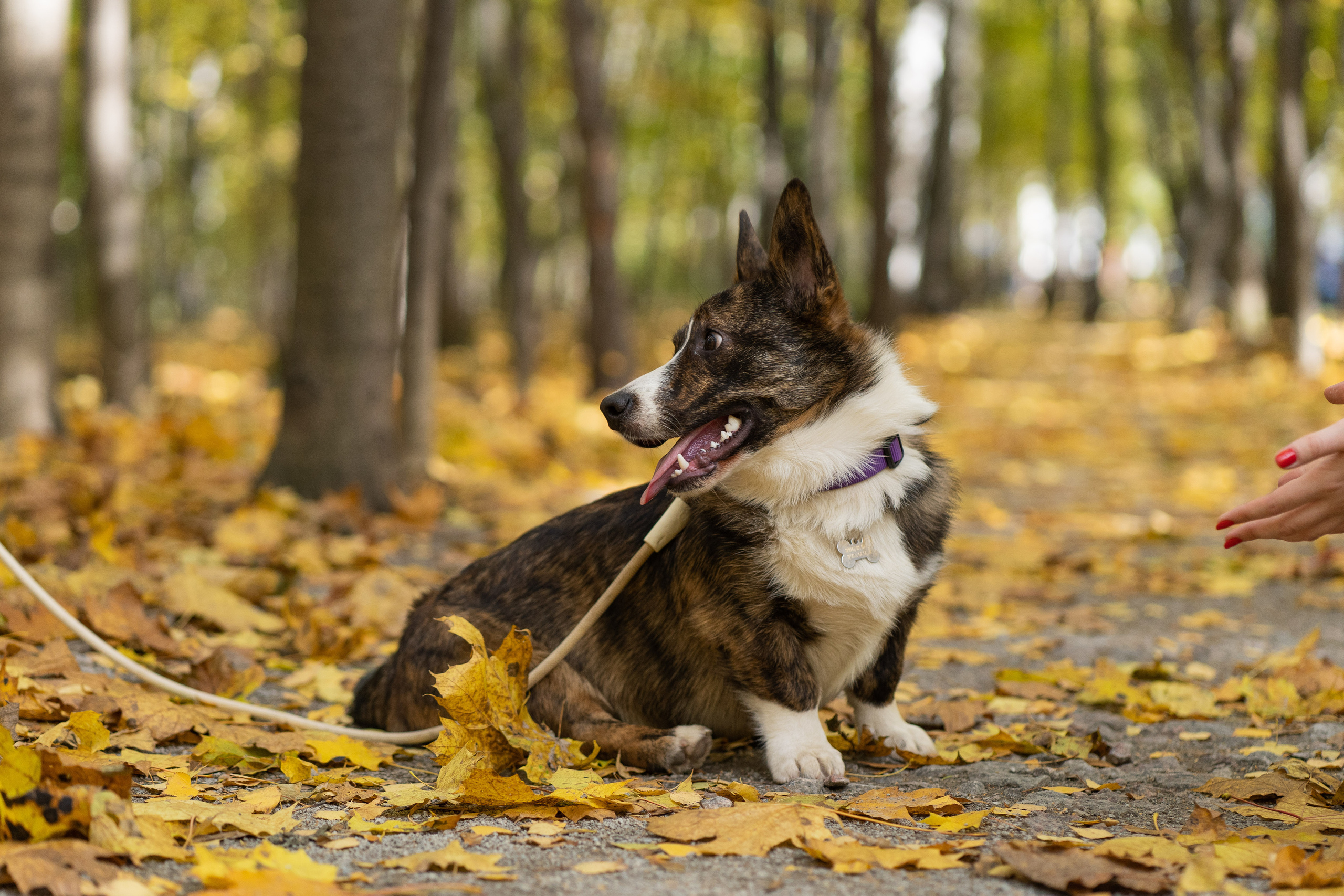 Боря, Даша и Маффин. Свадебный фотограф в Москве Анна Полушина