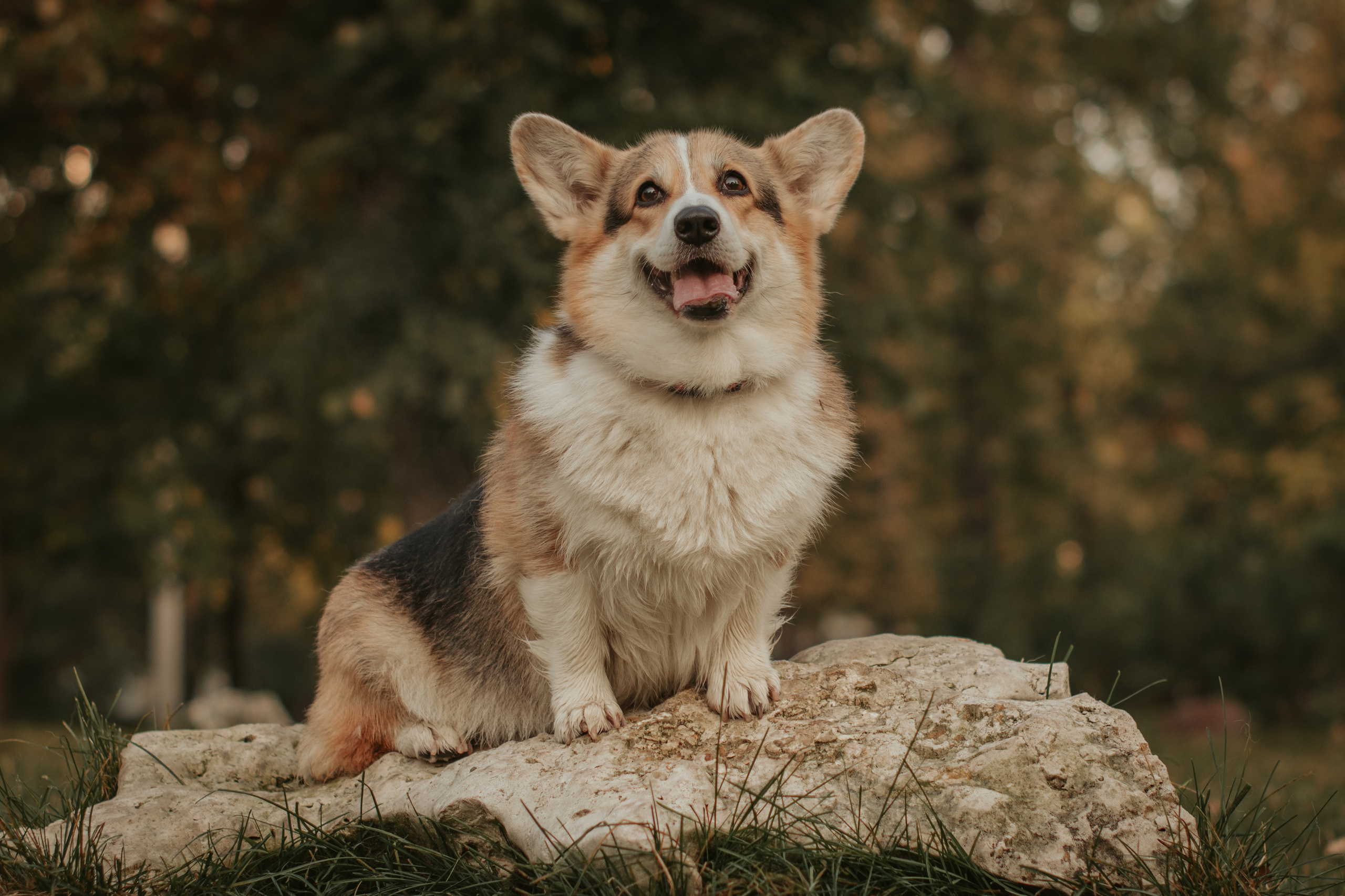 Аня и Булочка, Сокольники. Свадебный фотограф в Москве Анна Полушина