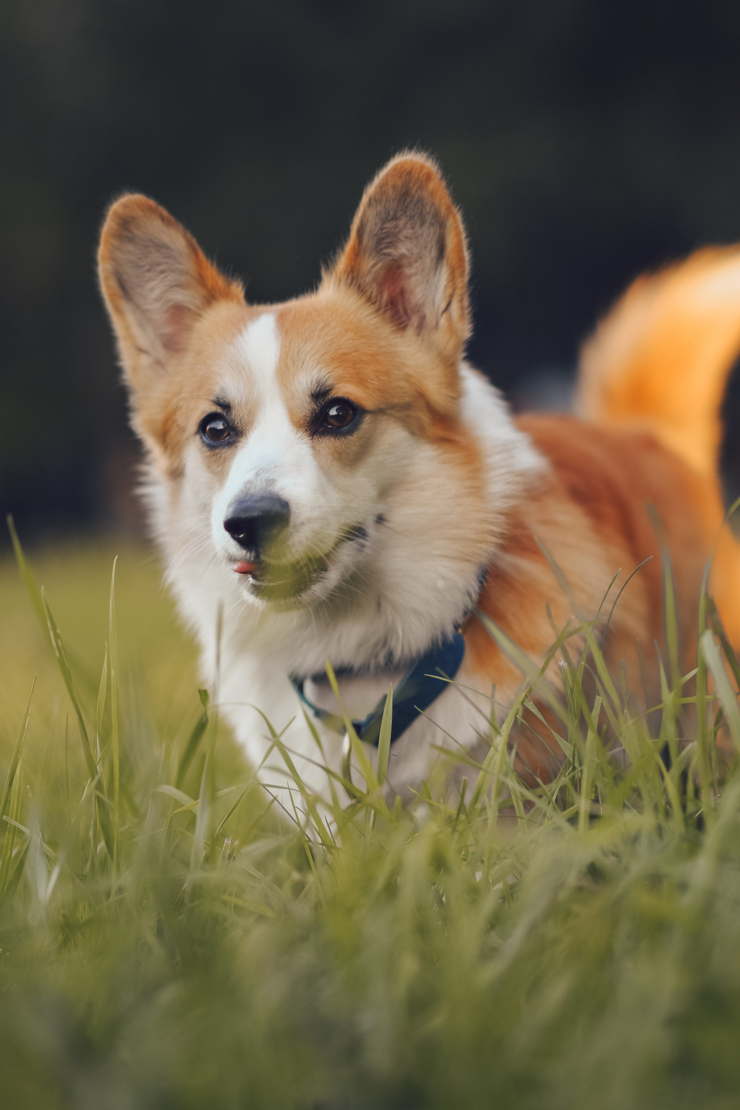 Алина и Ройс, парк на Яузе. Свадебный фотограф в Москве Анна Полушина