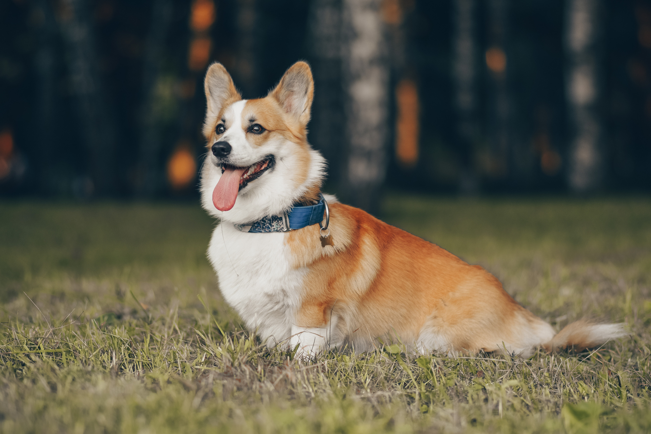 Алина и Ройс, парк на Яузе. Свадебный фотограф в Москве Анна Полушина