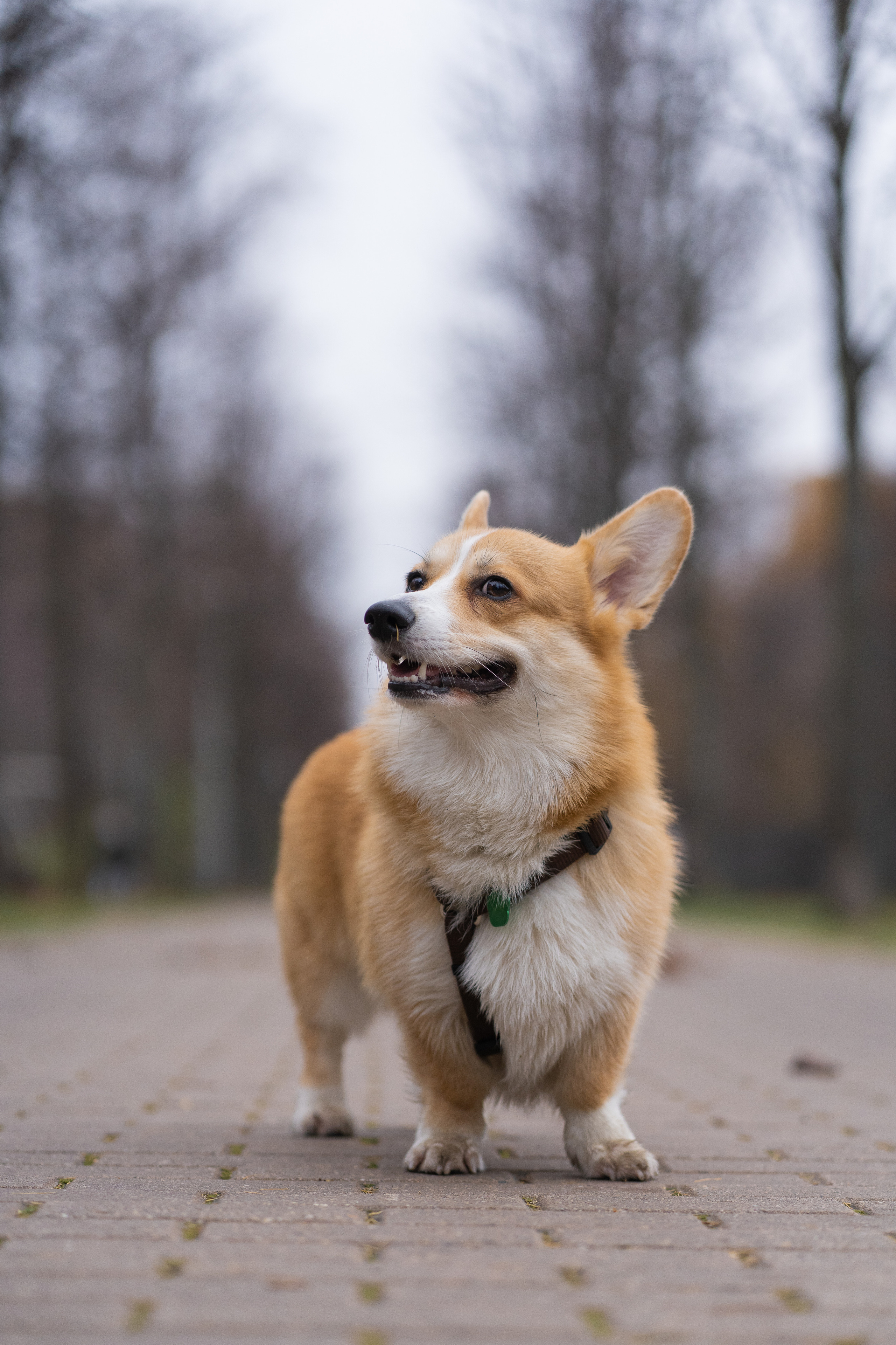 Ульяна, Рома, корги Эйс. Свадебный фотограф в Москве Анна Полушина