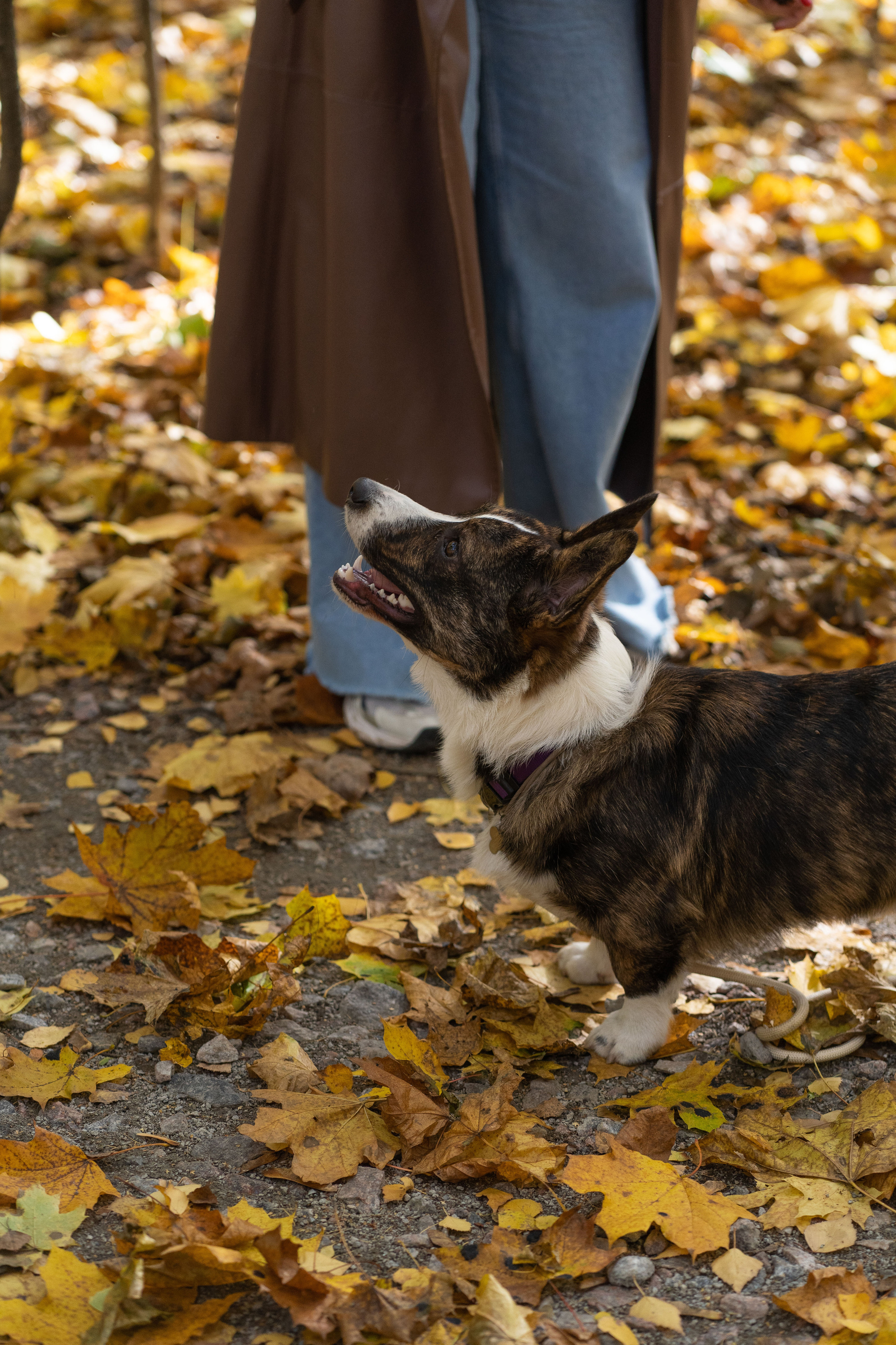 Боря, Даша и Маффин. Свадебный фотограф в Москве Анна Полушина