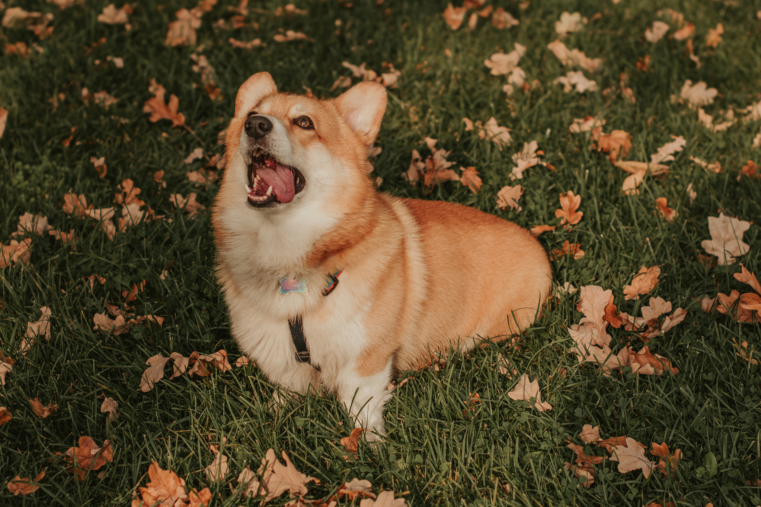 Наташа, Даша и Кевин. Свадебный фотограф в Москве Анна Полушина