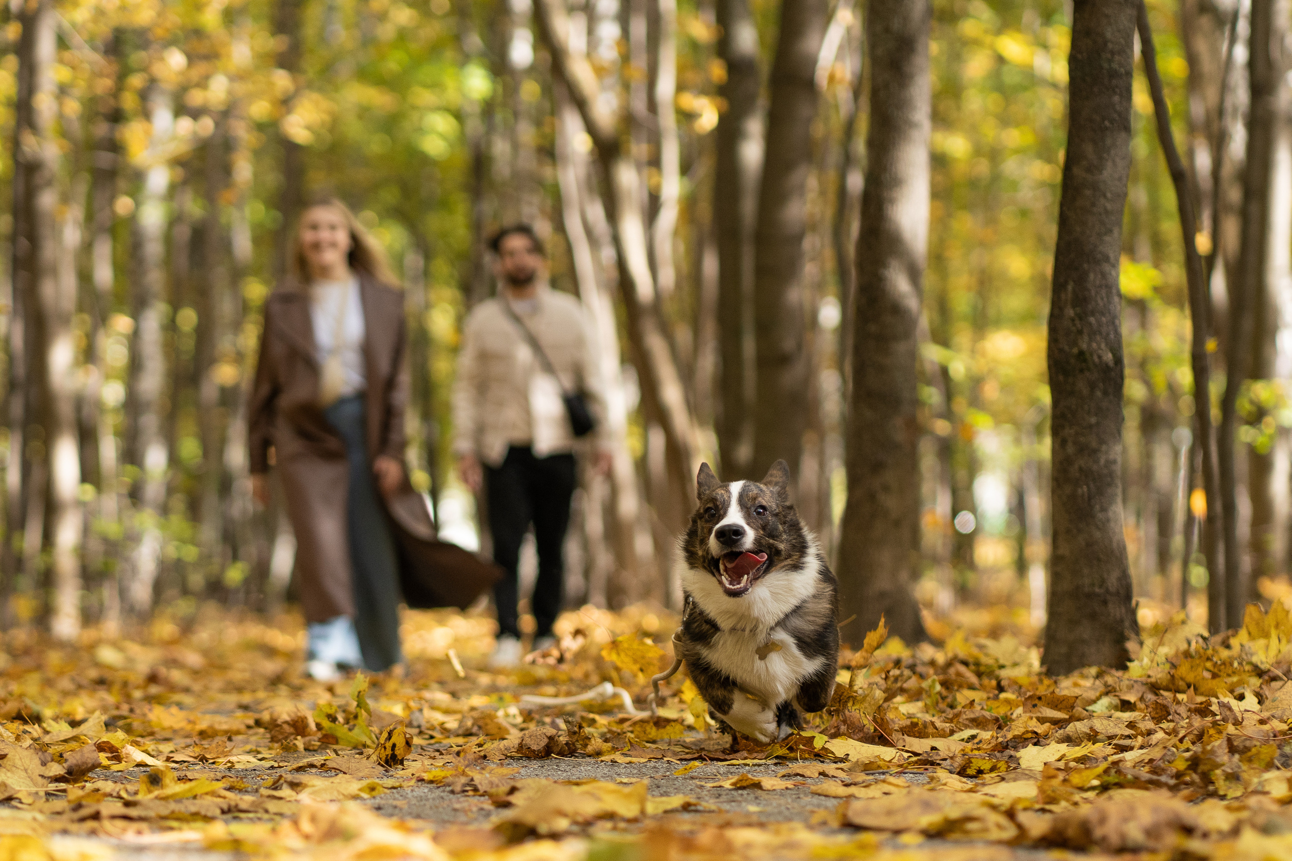 Боря, Даша и Маффин. Свадебный фотограф в Москве Анна Полушина
