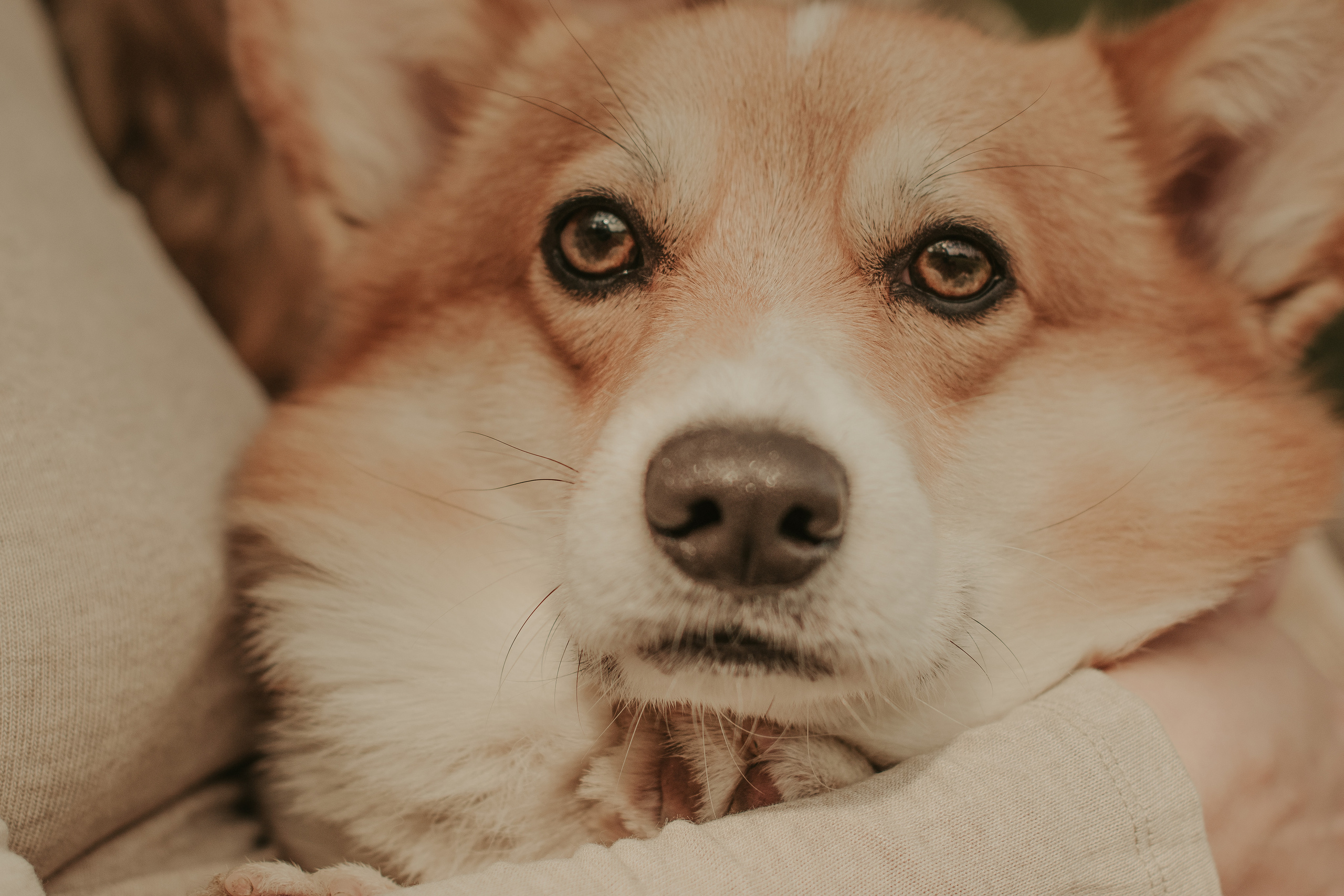 Наташа, Даша и Кевин. Свадебный фотограф в Москве Анна Полушина