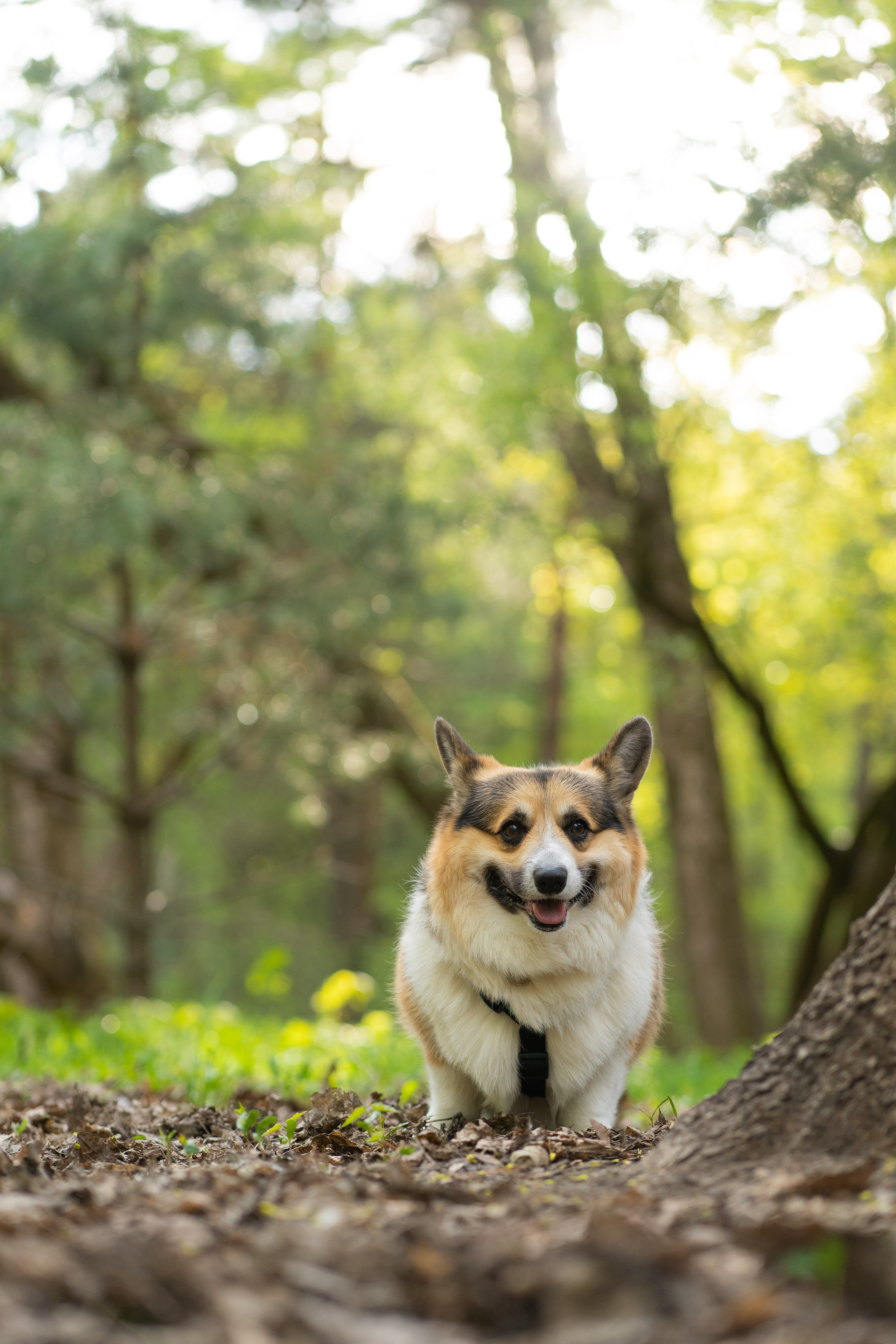 Катя и Честер, Серебряный бор. Свадебный фотограф в Москве Анна Полушина