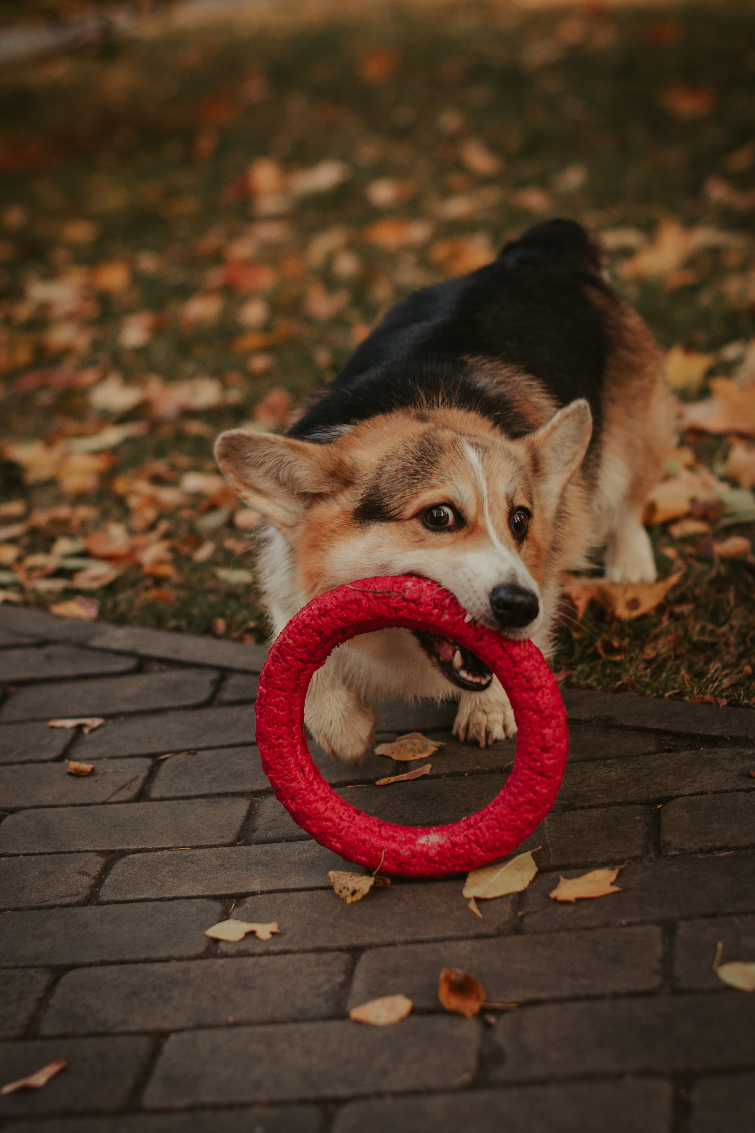 Аня и Булочка, Сокольники. Свадебный фотограф в Москве Анна Полушина