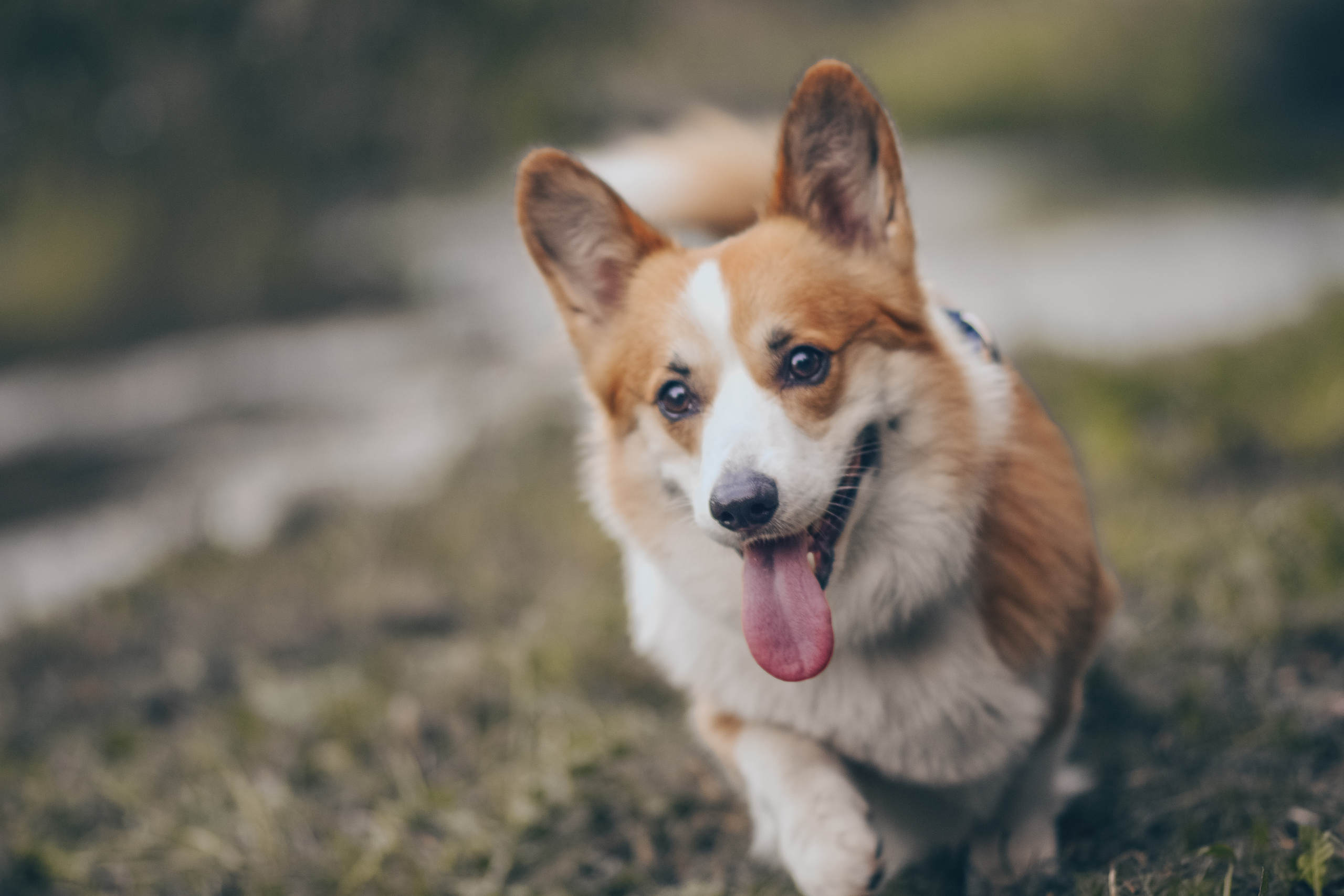 Алина и Ройс, парк на Яузе. Свадебный фотограф в Москве Анна Полушина