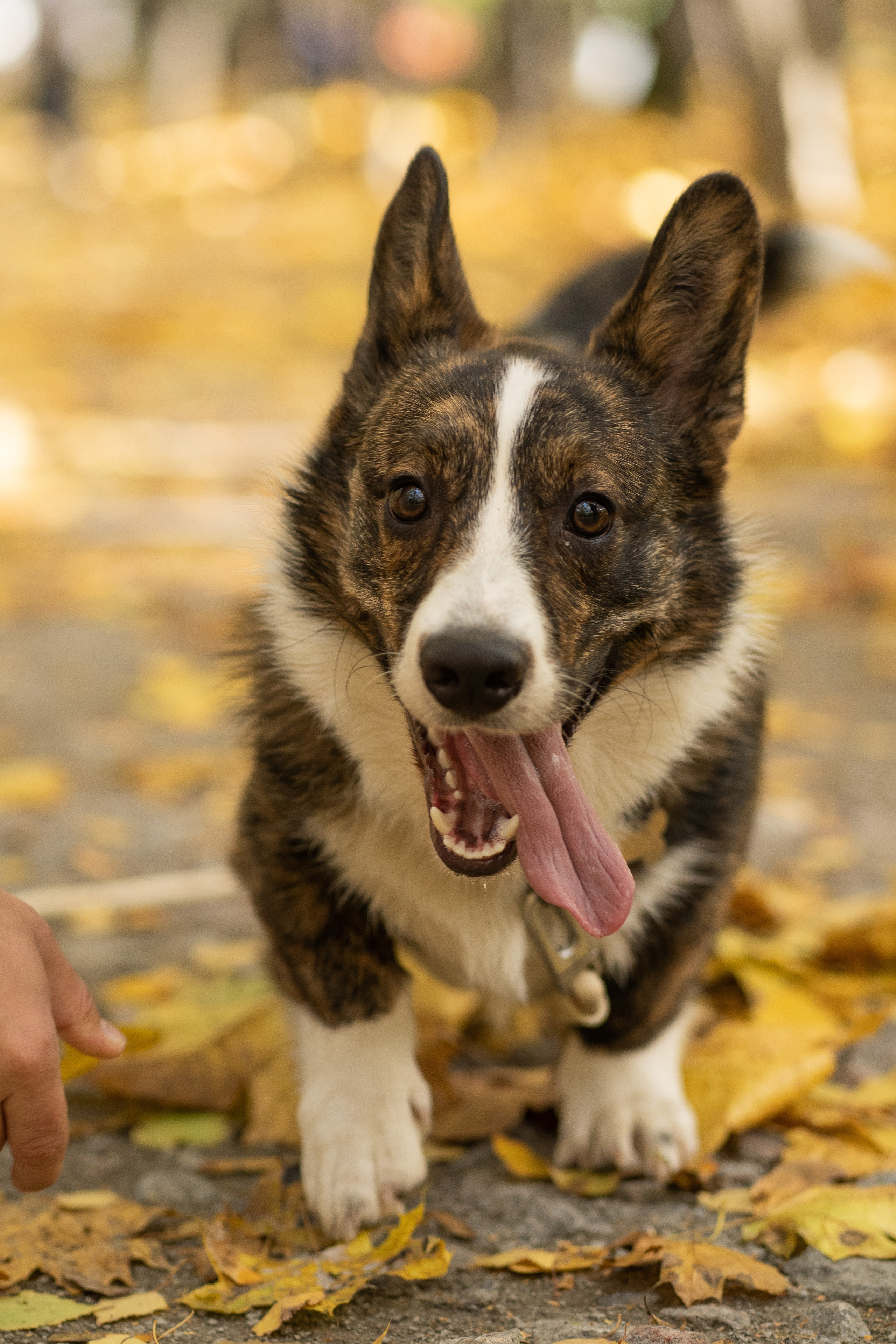 Боря, Даша и Маффин. Свадебный фотограф в Москве Анна Полушина