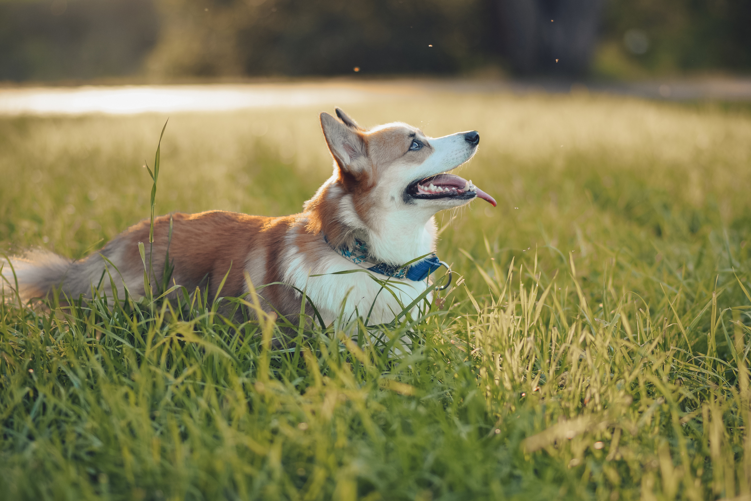 Алина и Ройс, парк на Яузе. Свадебный фотограф в Москве Анна Полушина
