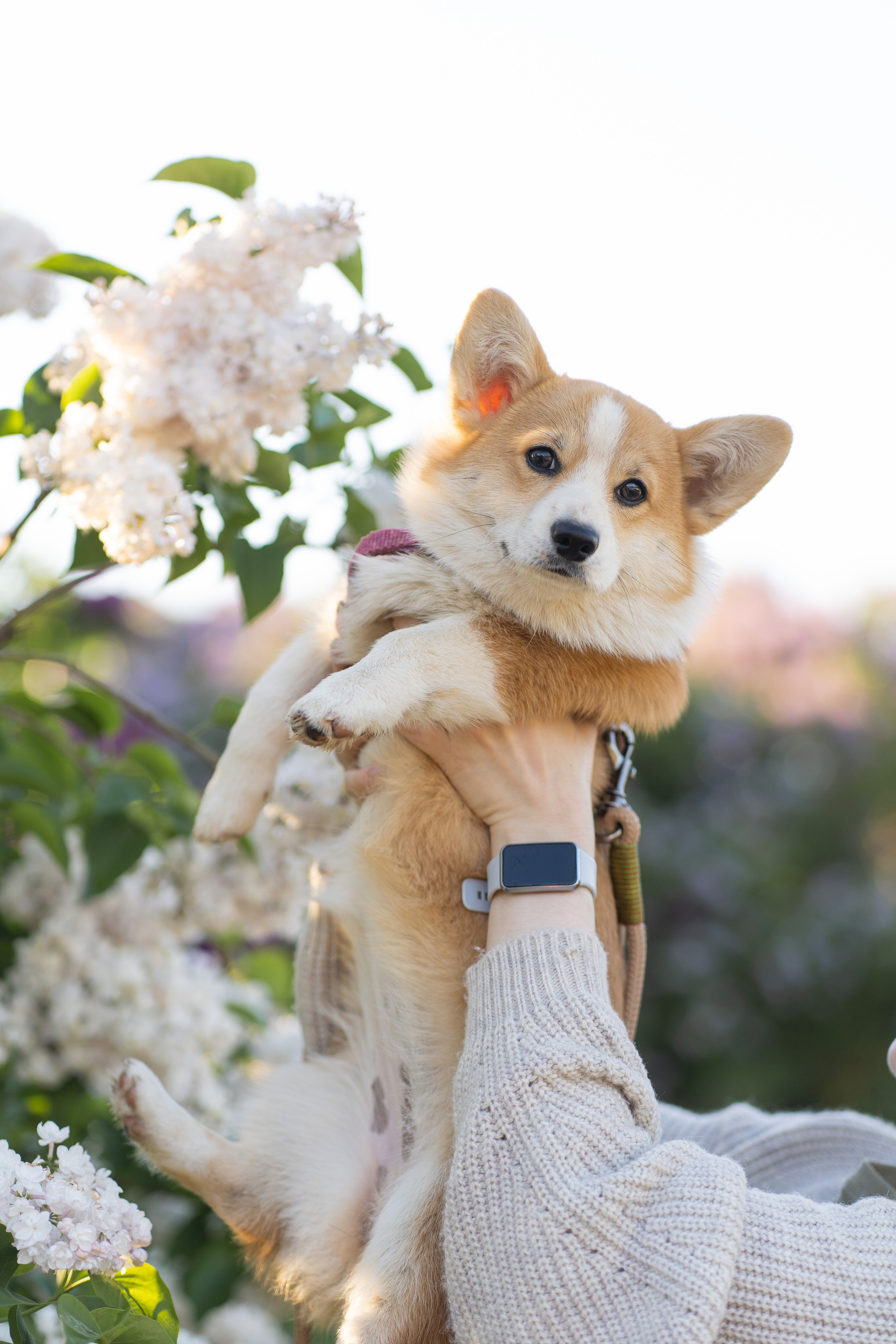 Полина и Стеша, Сиреневый сад. Свадебный фотограф в Москве Анна Полушина