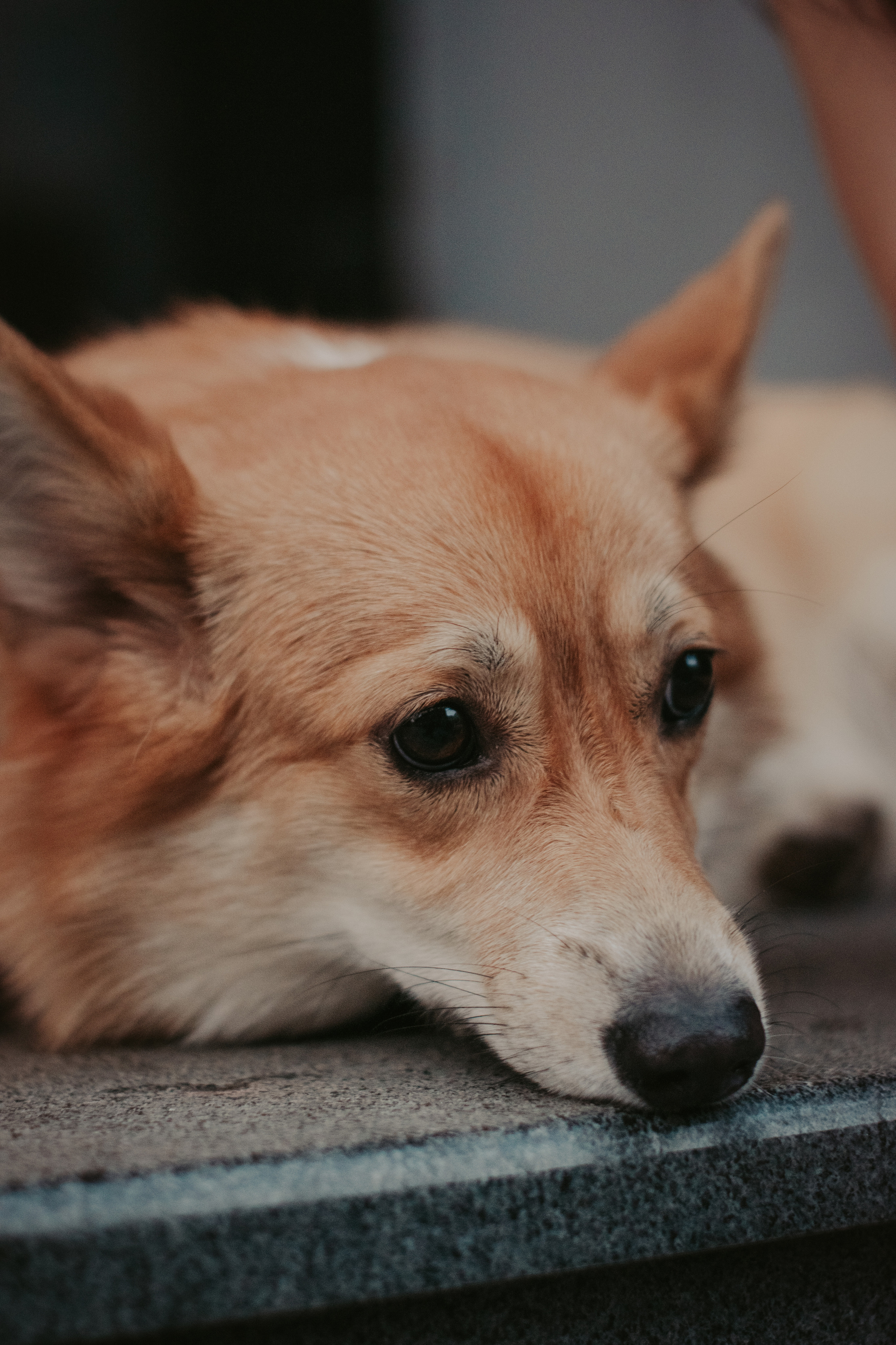 Марина и Мася, Новодевичий сквер. Свадебный фотограф в Москве Анна Полушина
