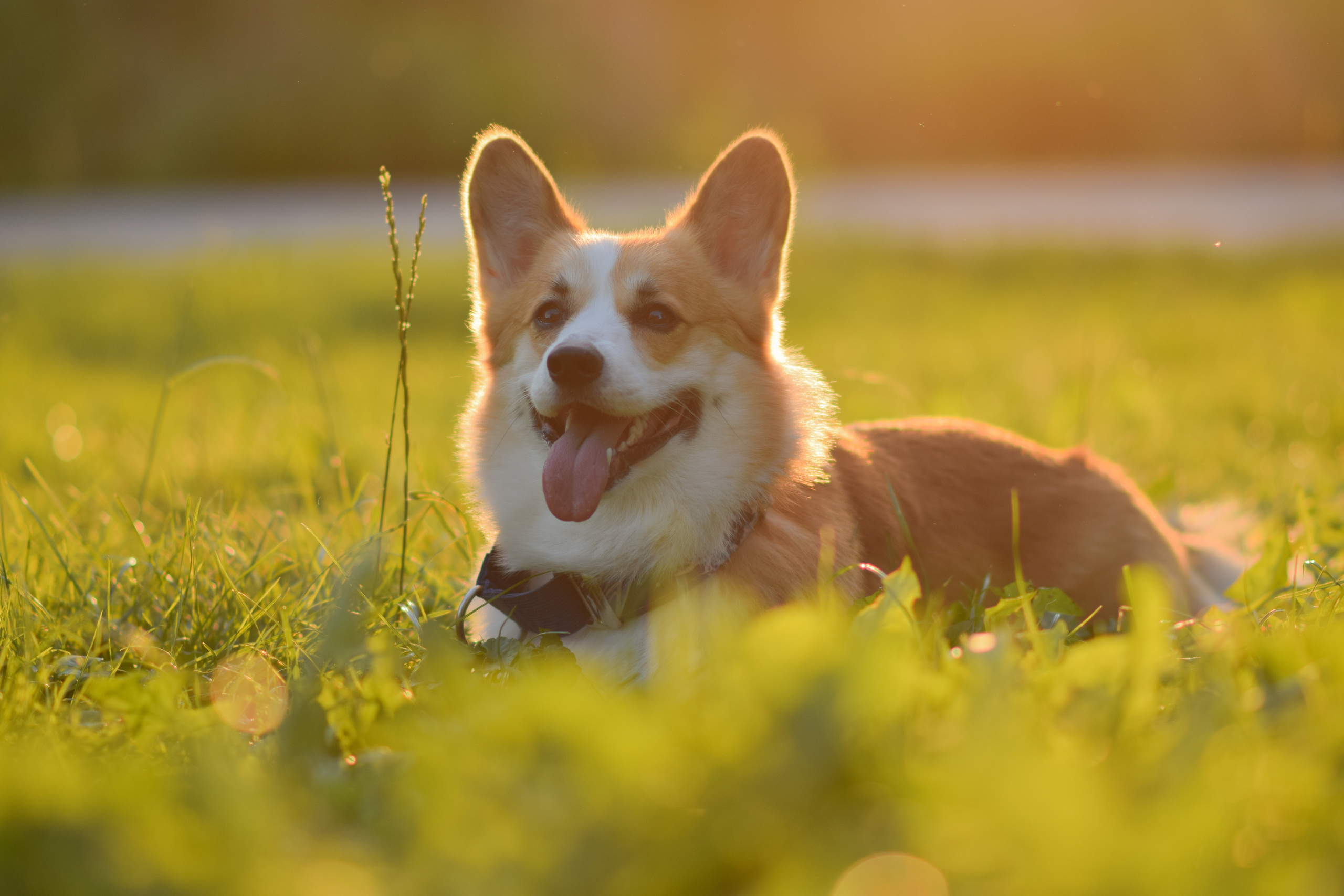 Алина и Ройс, парк на Яузе. Свадебный фотограф в Москве Анна Полушина