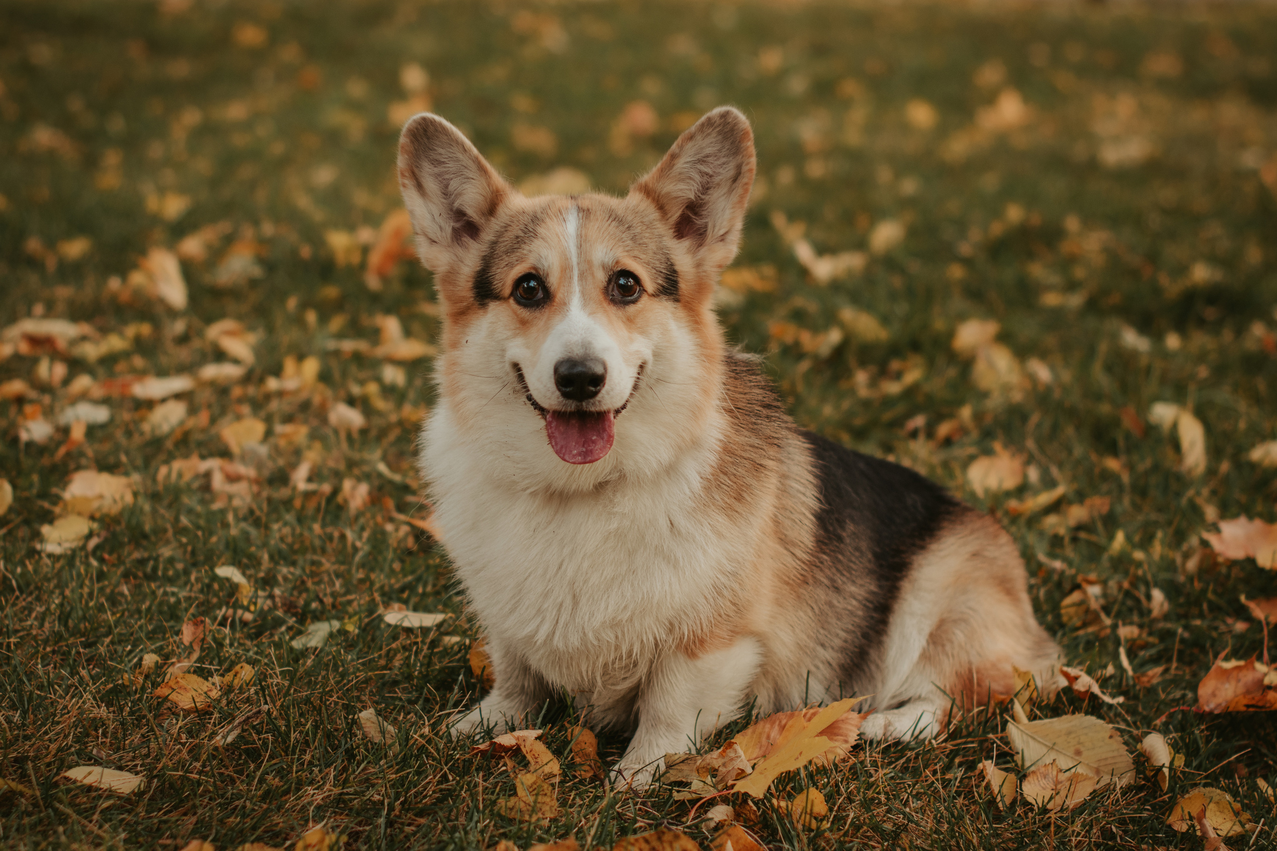 Аня и Булочка, Сокольники. Свадебный фотограф в Москве Анна Полушина