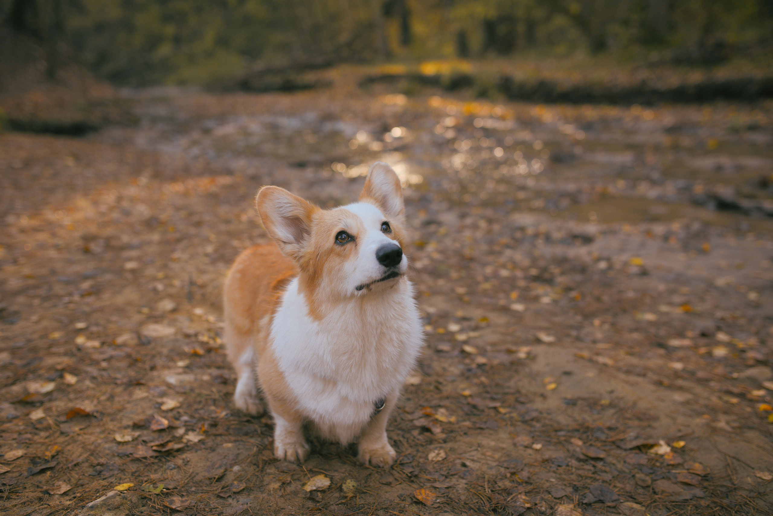 Фотосессия с питомцем в Москве. Свадебный фотограф в Москве Анна Полушина