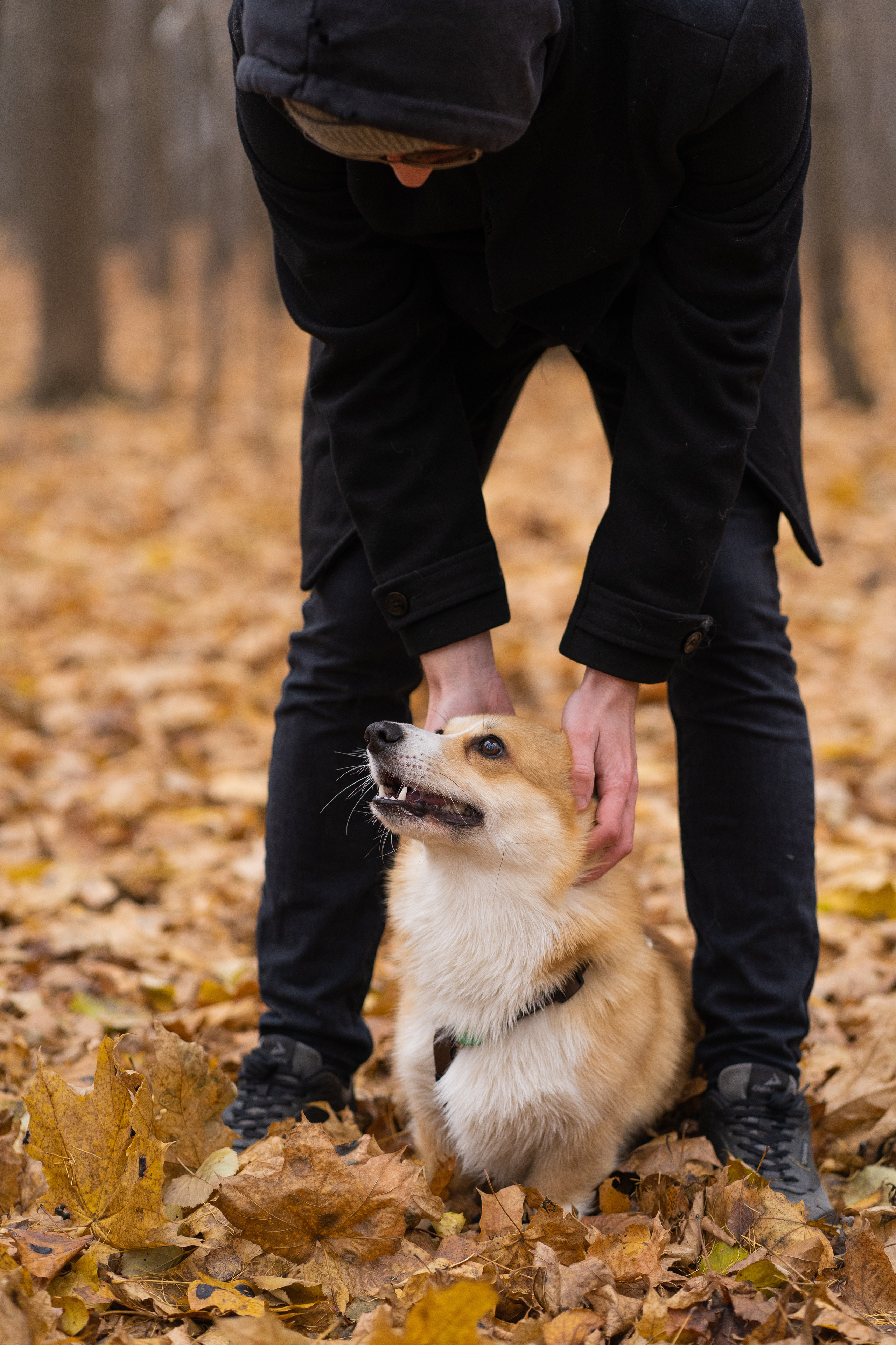 Ульяна, Рома, корги Эйс. Свадебный фотограф в Москве Анна Полушина