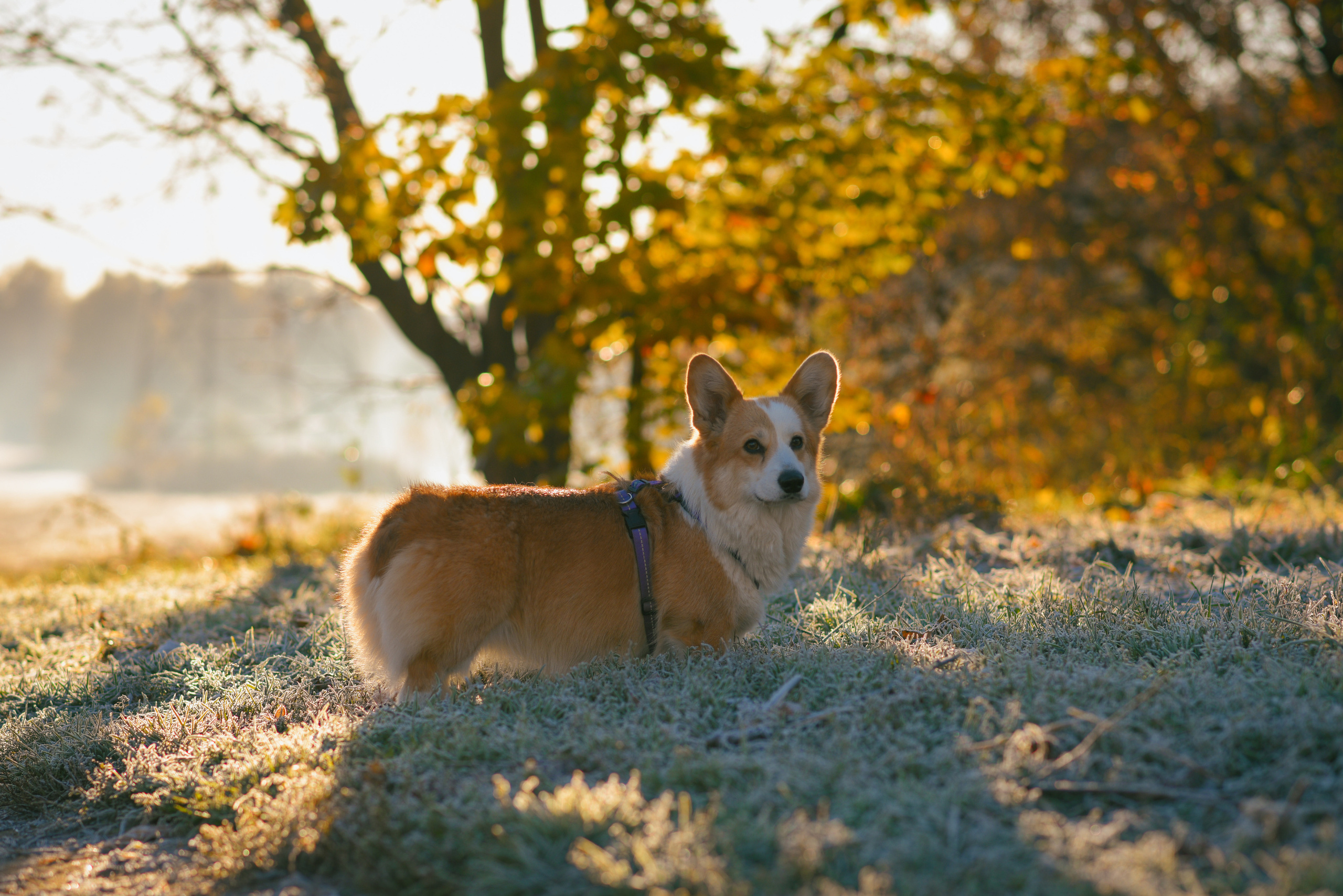 Фотосессия с питомцем в Москве. Свадебный фотограф в Москве Анна Полушина