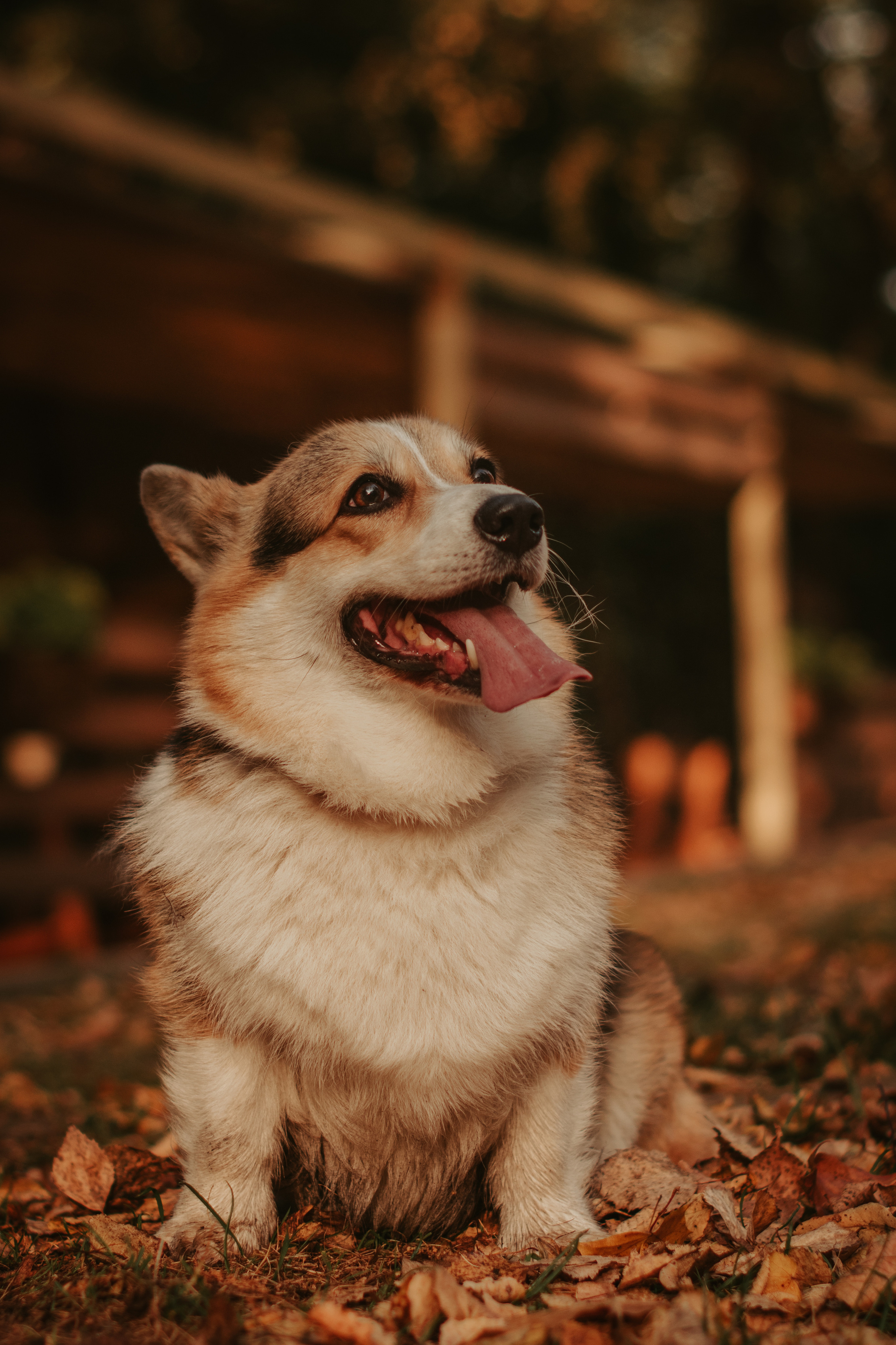 Аня и Булочка, Сокольники. Свадебный фотограф в Москве Анна Полушина