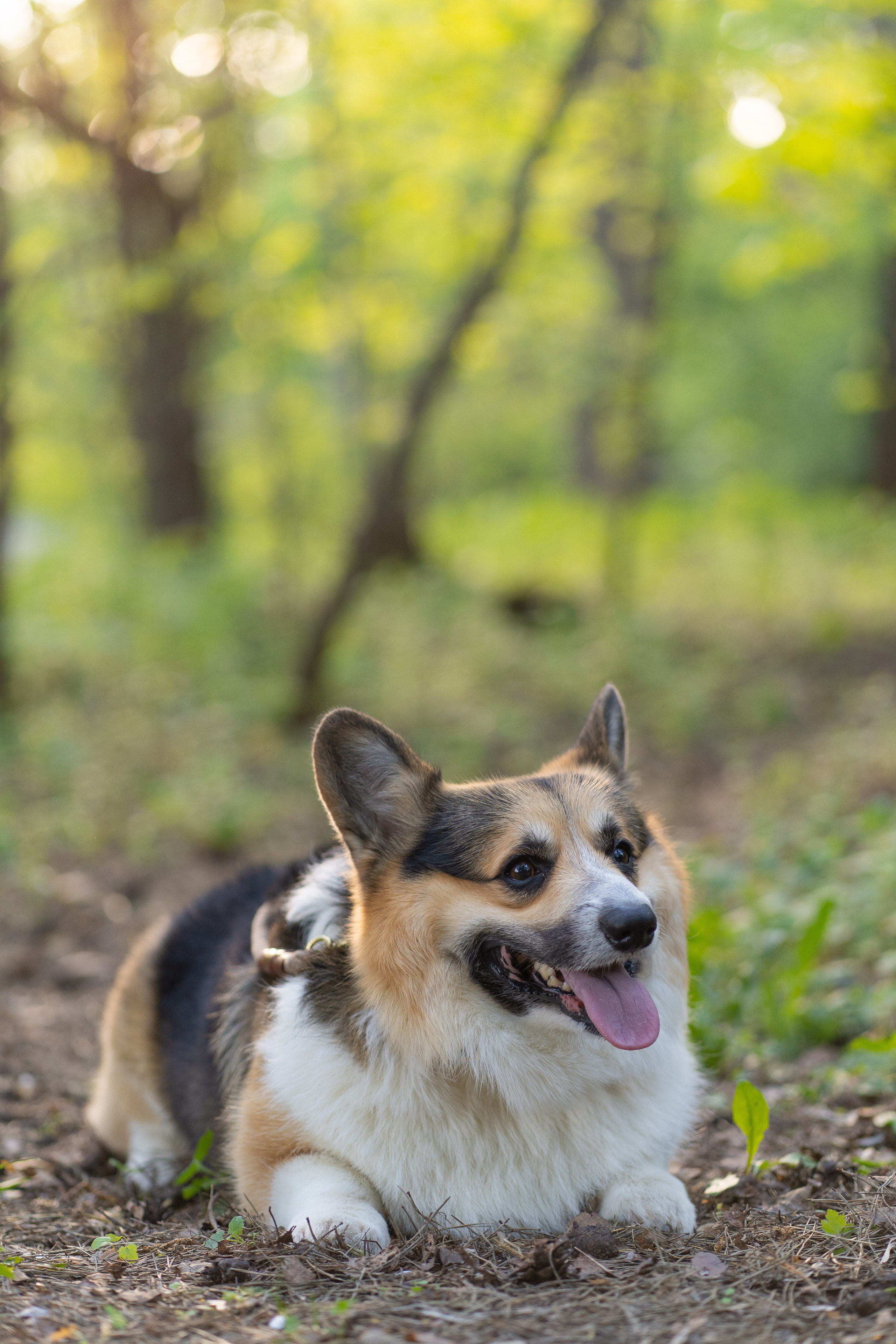 Катя и Честер, Серебряный бор. Свадебный фотограф в Москве Анна Полушина