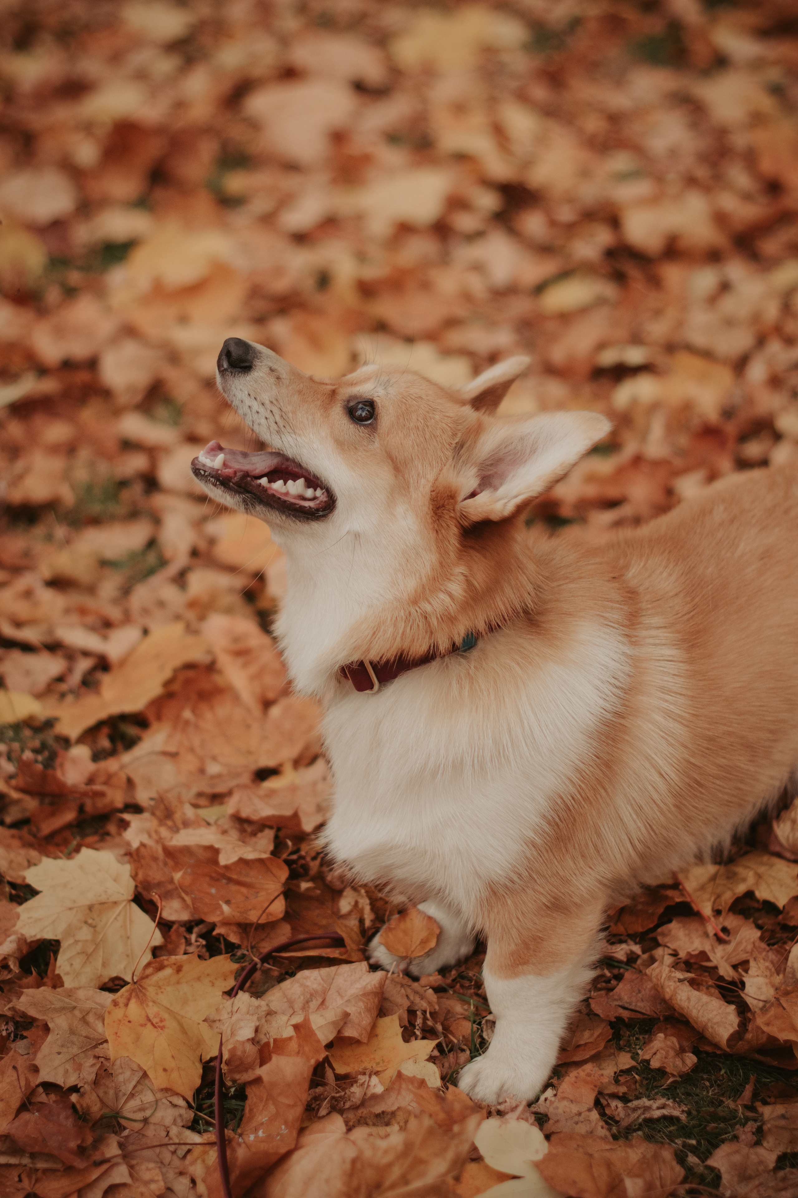 Марина и Мася, Новодевичий сквер. Свадебный фотограф в Москве Анна Полушина
