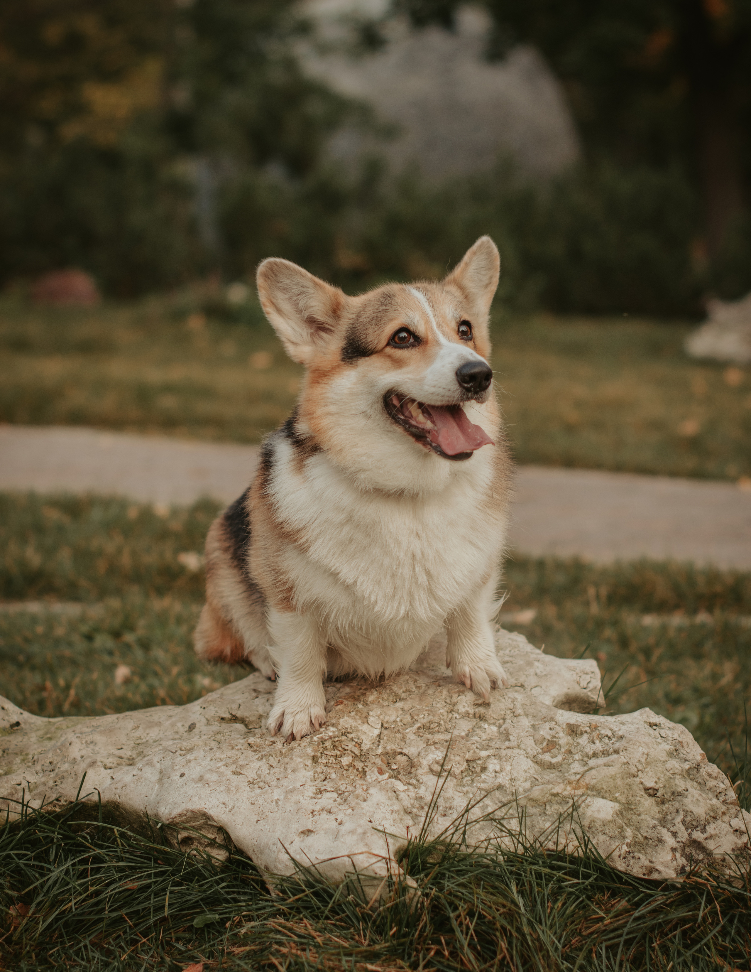 Аня и Булочка, Сокольники. Свадебный фотограф в Москве Анна Полушина