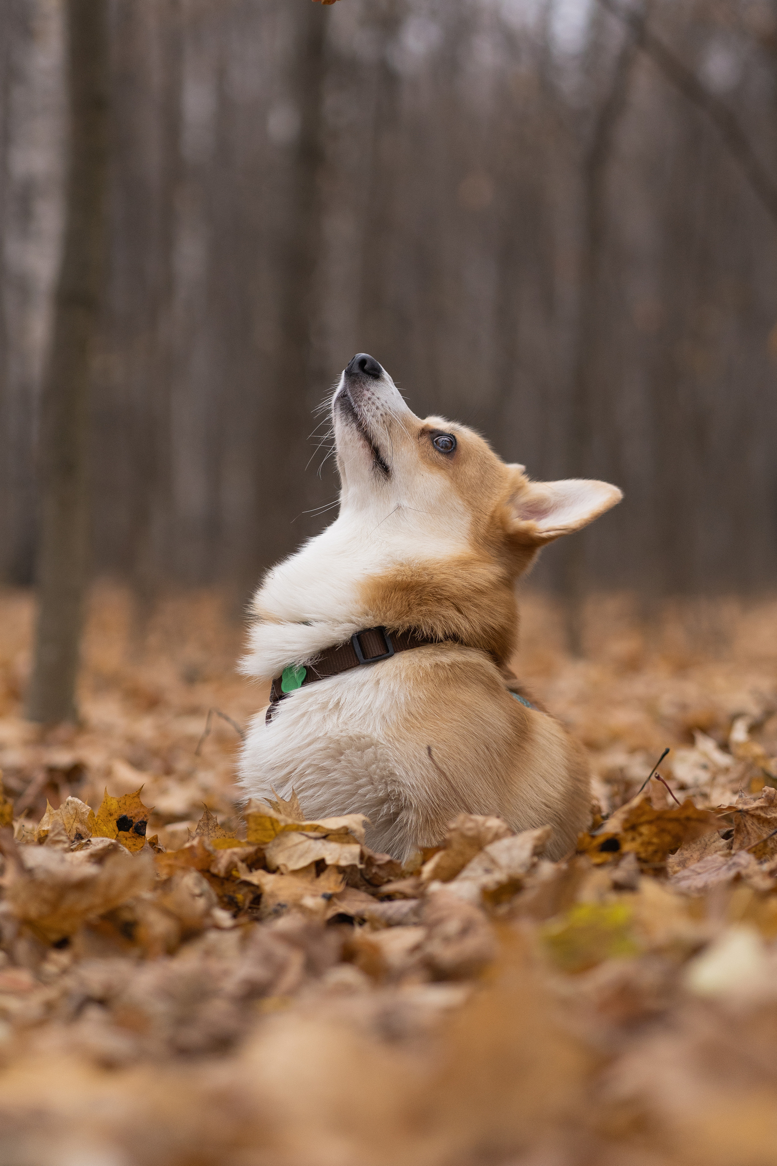 Ульяна, Рома, корги Эйс. Свадебный фотограф в Москве Анна Полушина