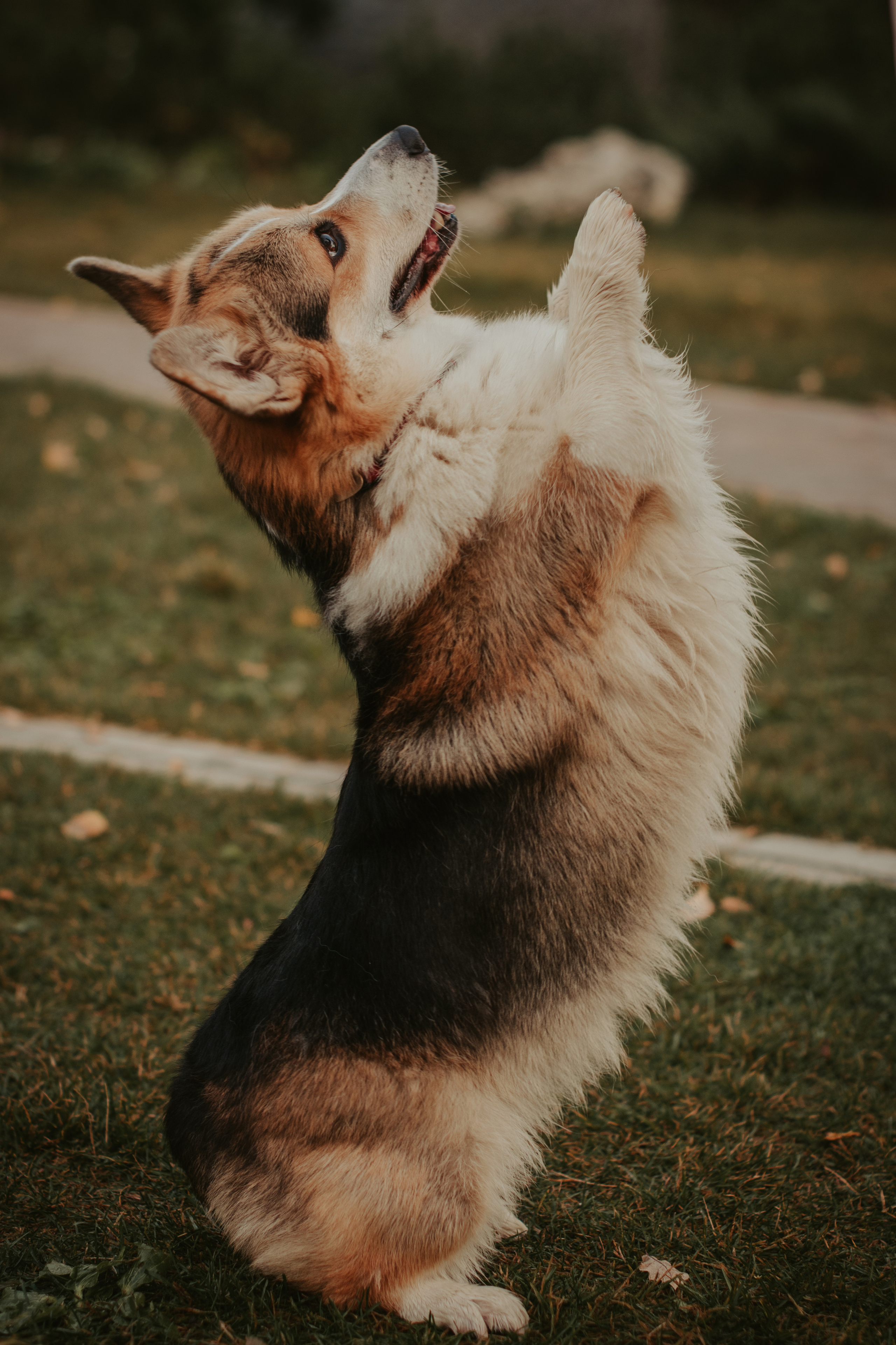 Аня и Булочка, Сокольники. Свадебный фотограф в Москве Анна Полушина