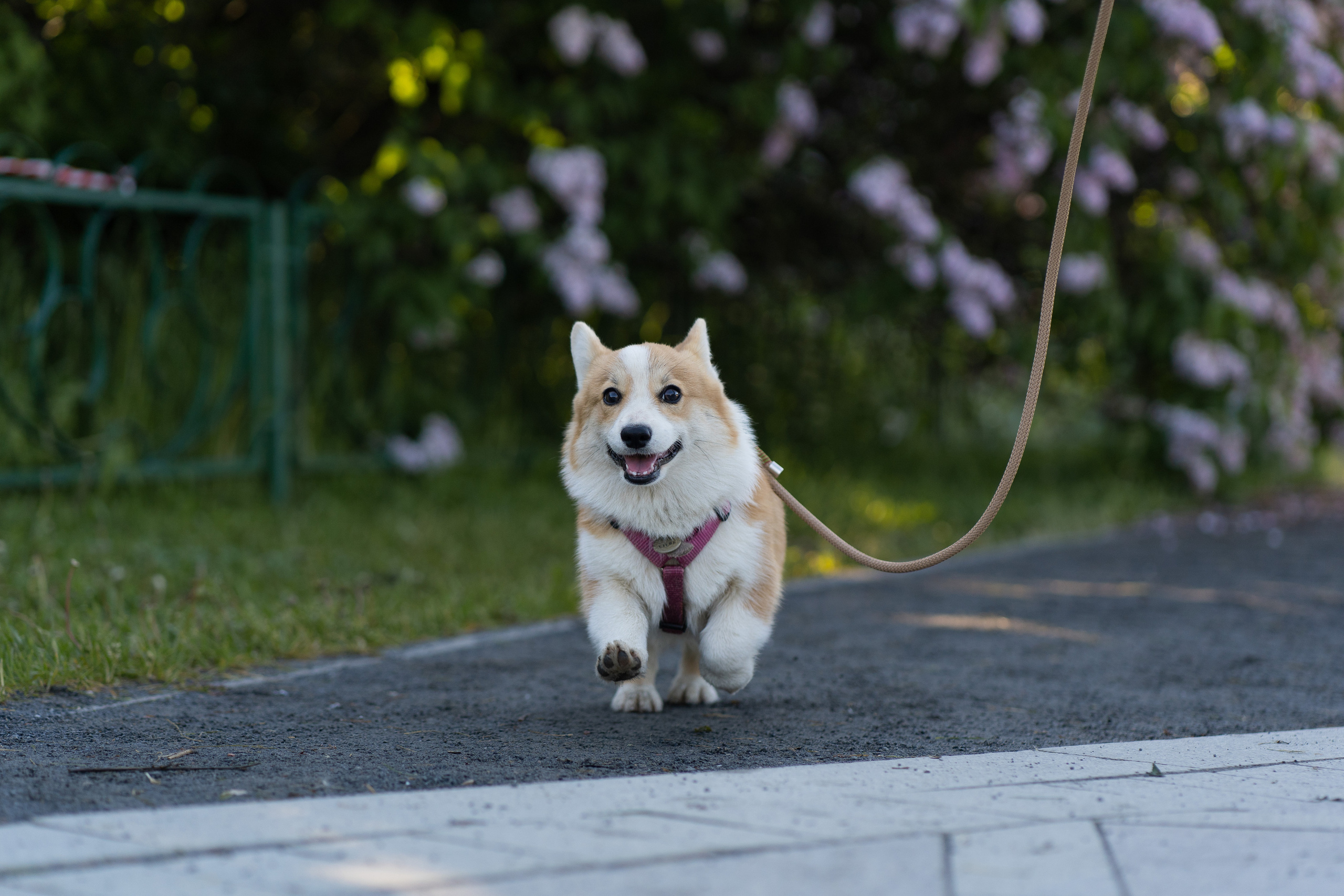 Полина и Стеша, Сиреневый сад. Свадебный фотограф в Москве Анна Полушина