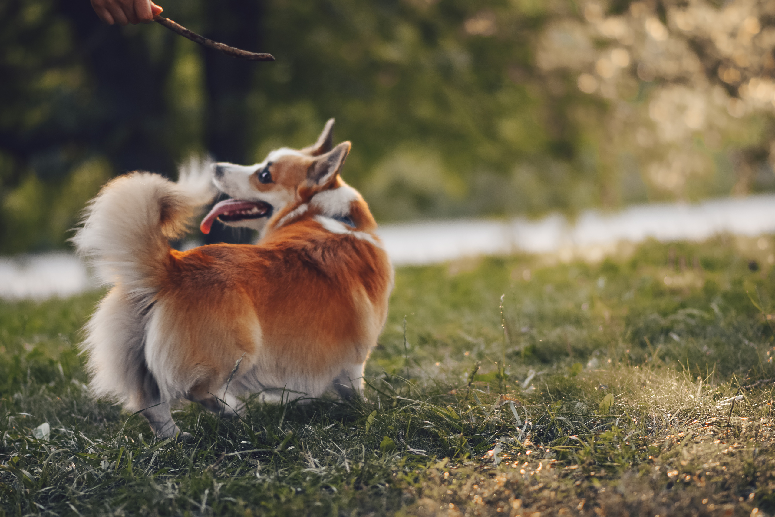 Алина и Ройс, парк на Яузе. Свадебный фотограф в Москве Анна Полушина