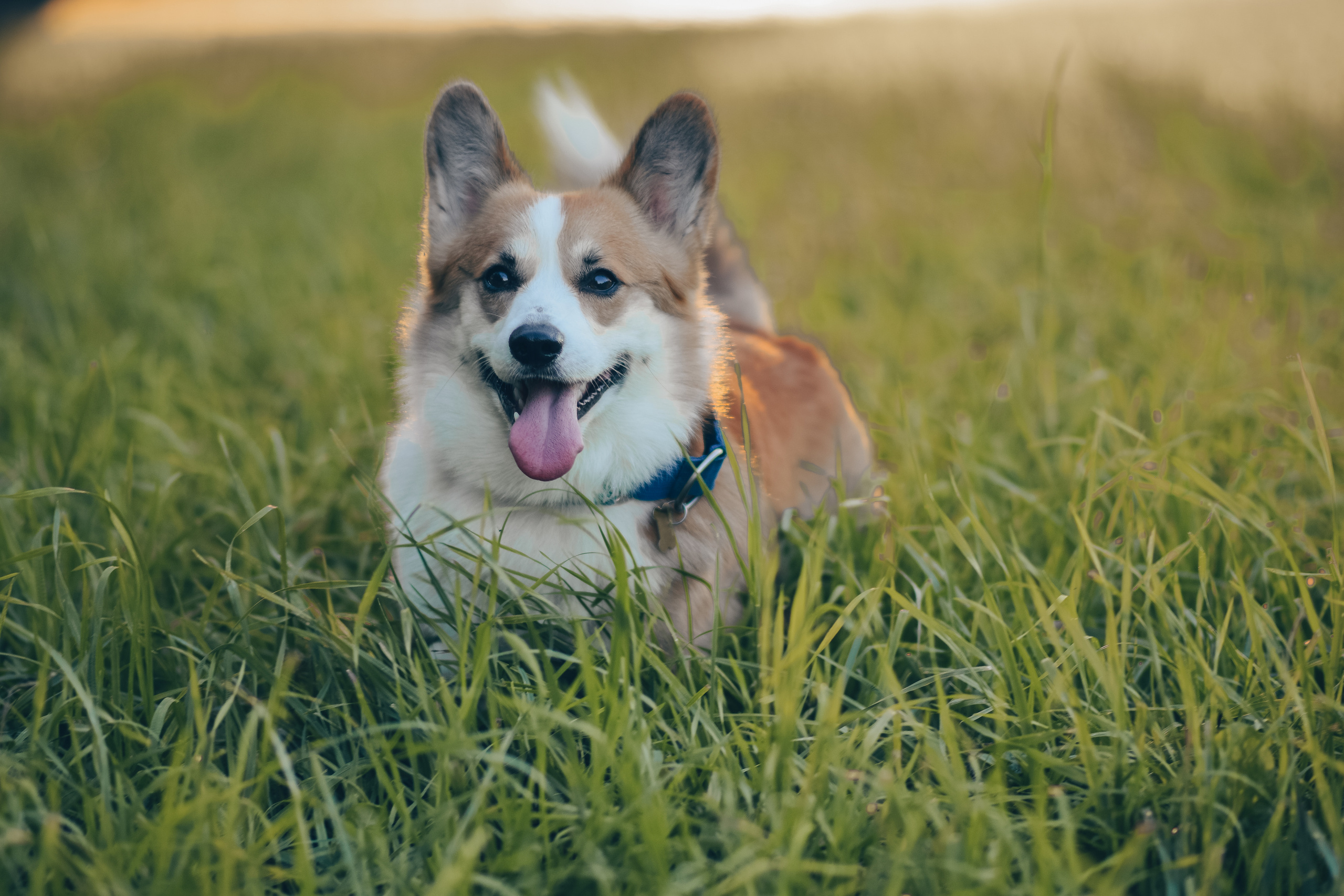 Алина и Ройс, парк на Яузе. Свадебный фотограф в Москве Анна Полушина