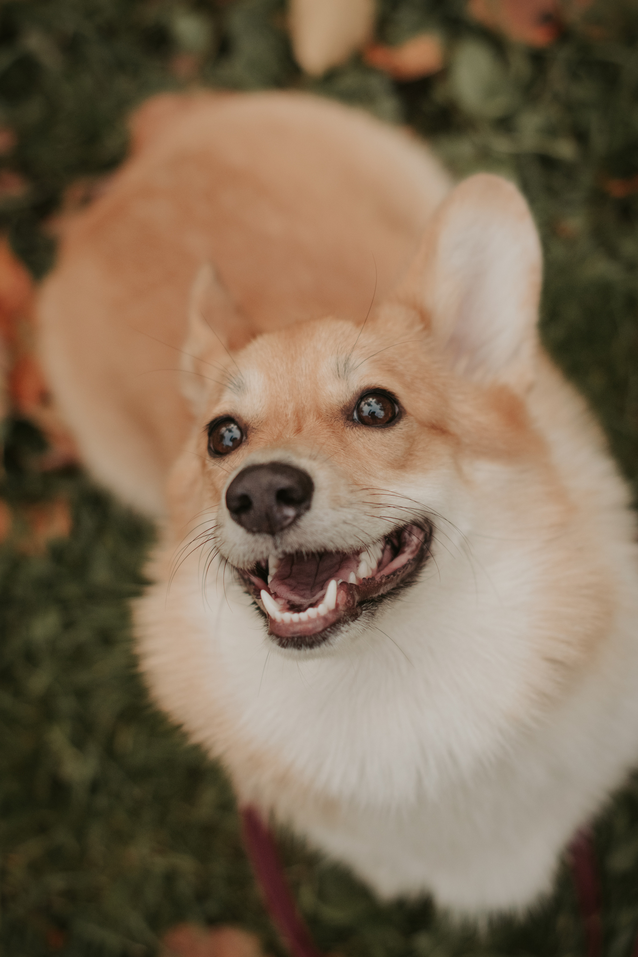 Марина и Мася, Новодевичий сквер. Свадебный фотограф в Москве Анна Полушина