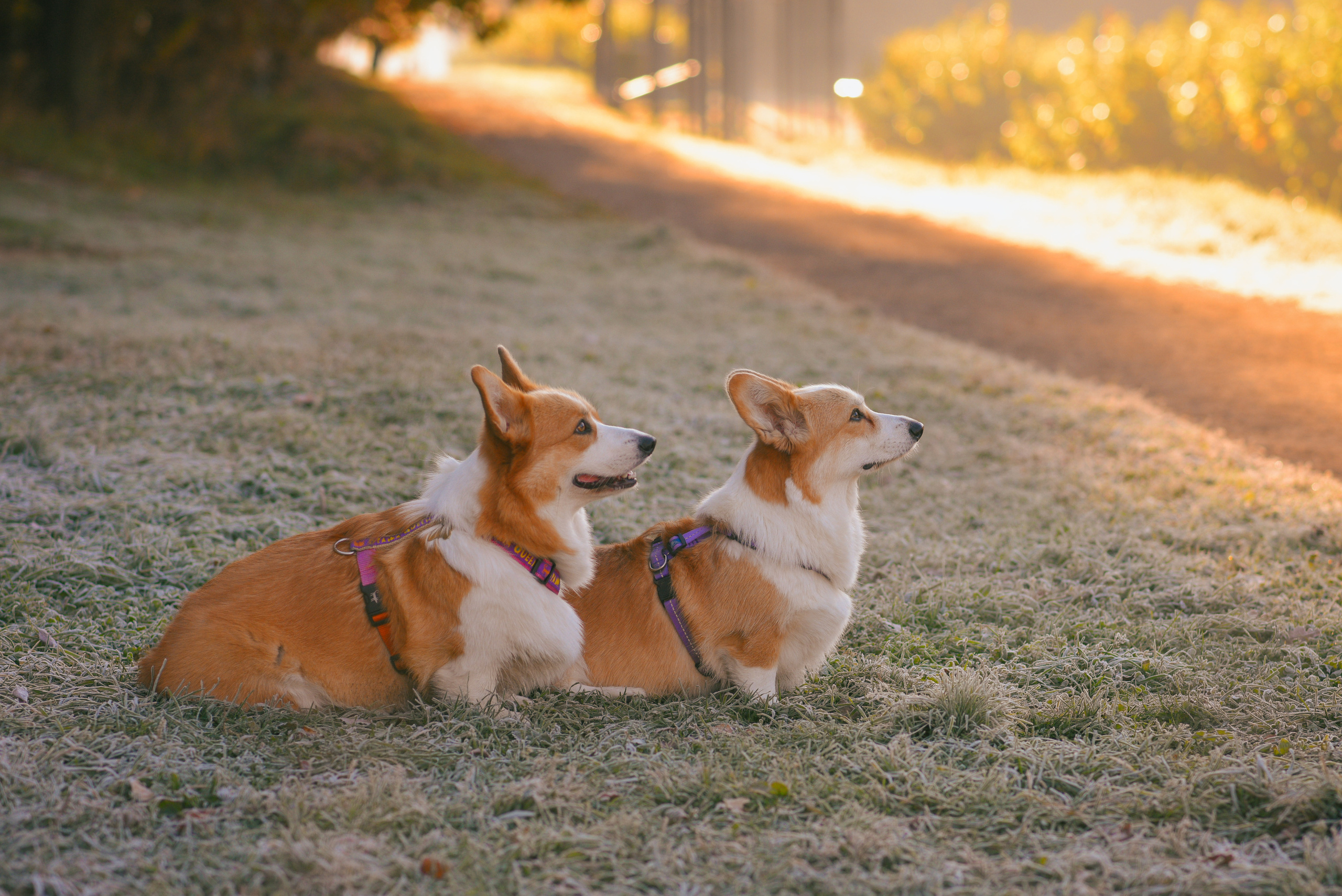 Фотосессия с питомцем в Москве. Свадебный фотограф в Москве Анна Полушина
