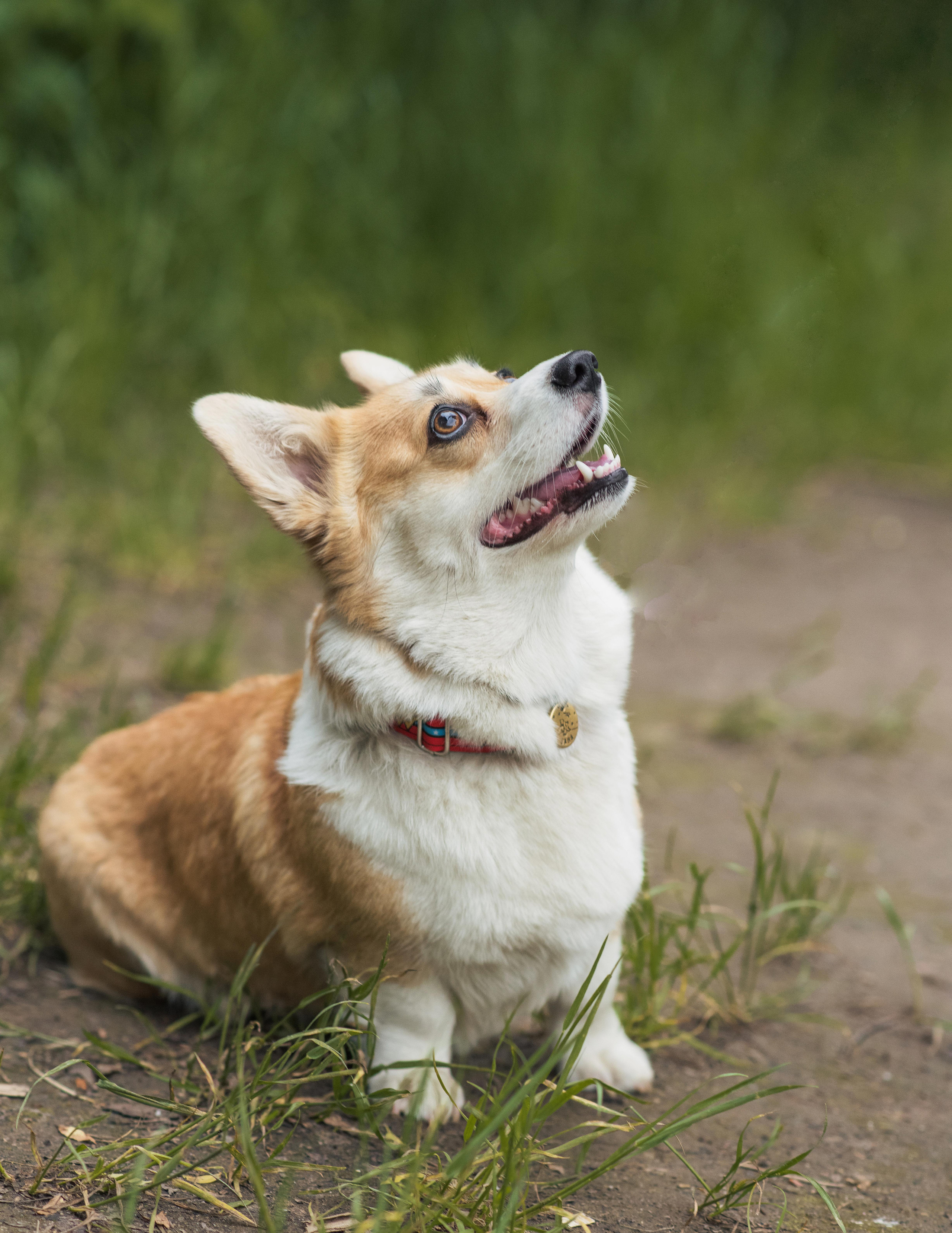 Юлия и Шаня, Покровское-Стрешнево. Свадебный фотограф в Москве Анна Полушина