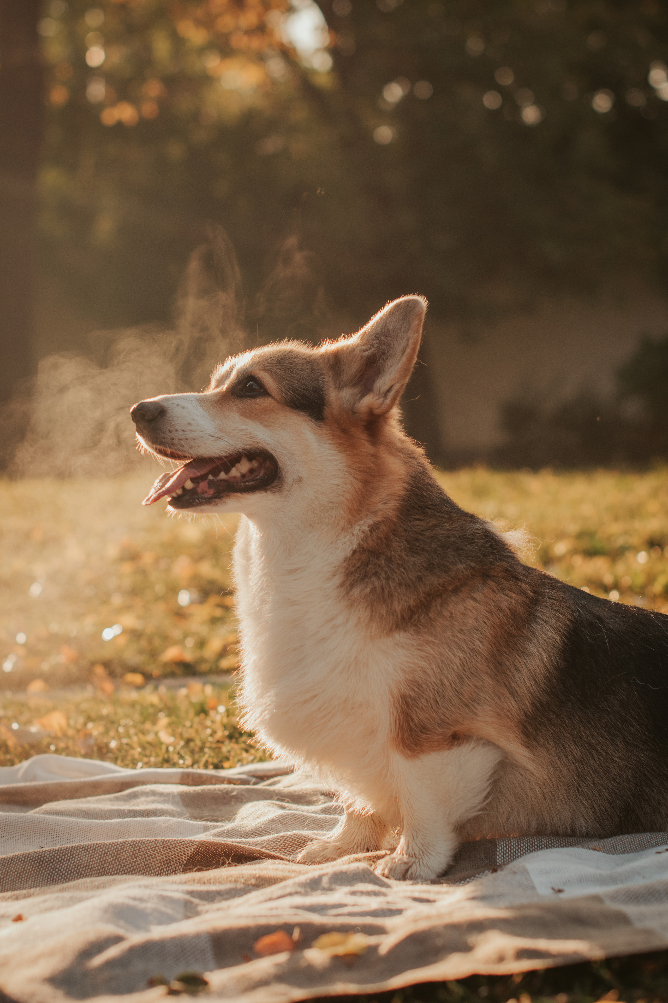 Аня и Булочка, Сокольники. Свадебный фотограф в Москве Анна Полушина