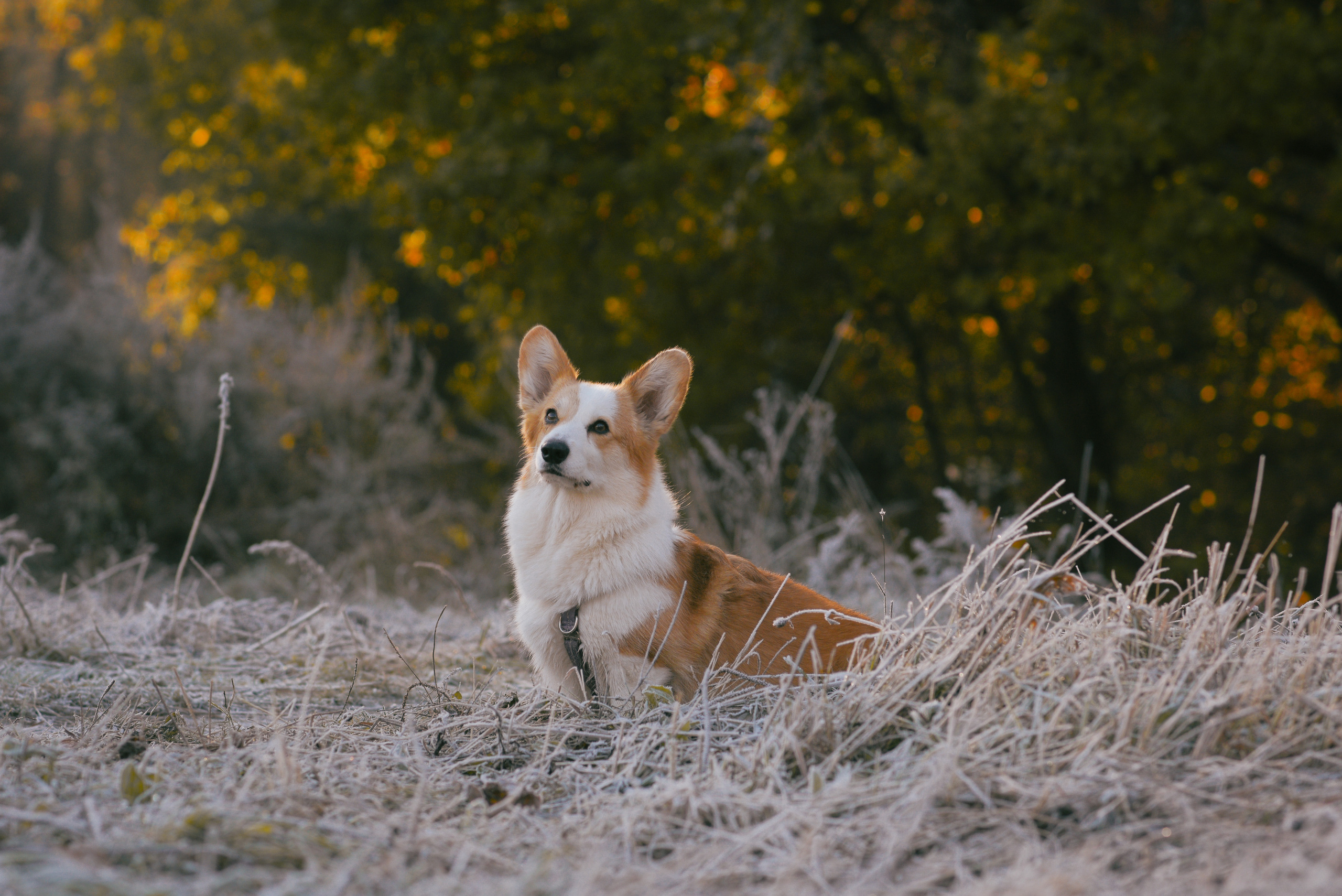 Фотосессия с питомцем в Москве. Свадебный фотограф в Москве Анна Полушина