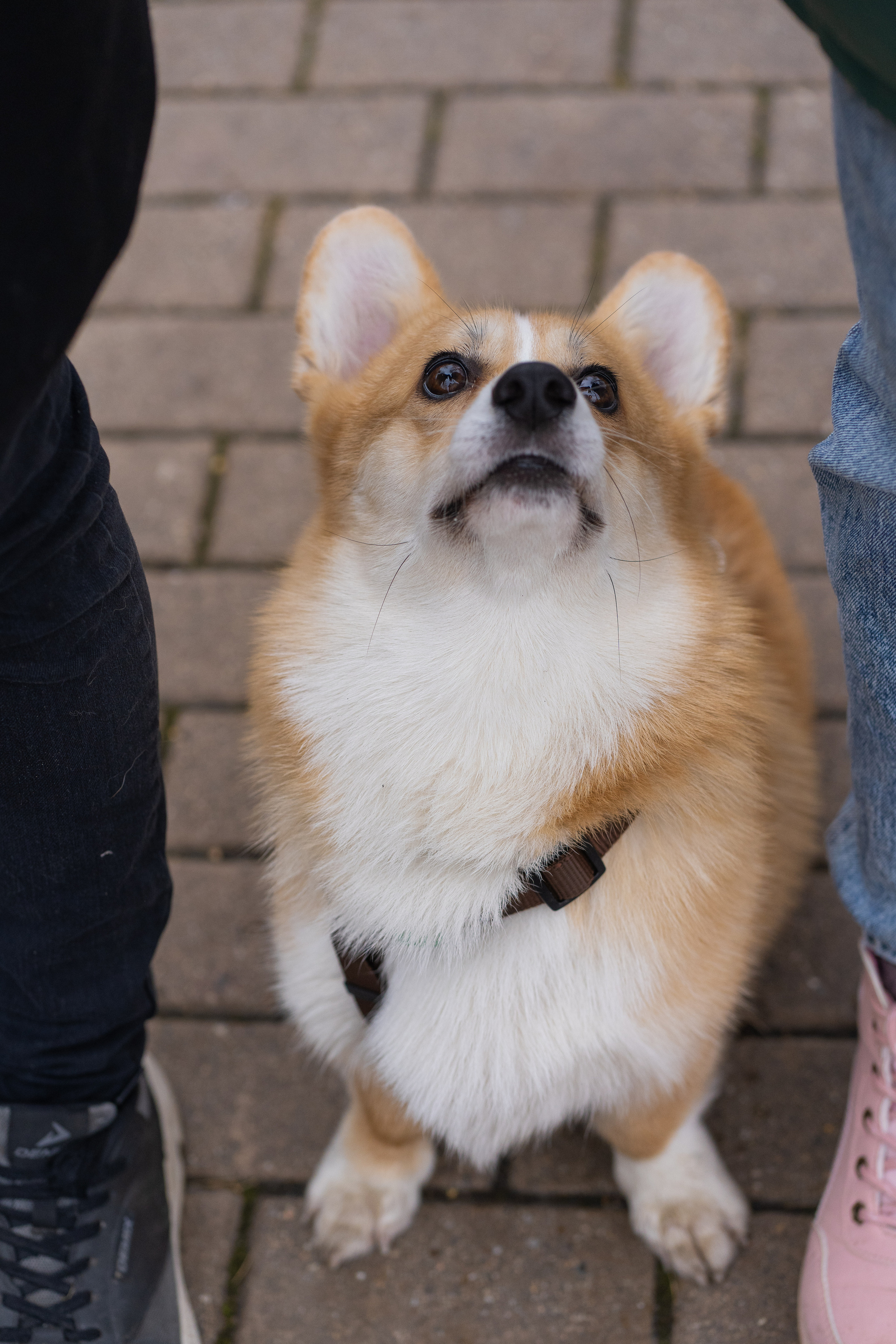 Ульяна, Рома, корги Эйс. Свадебный фотограф в Москве Анна Полушина