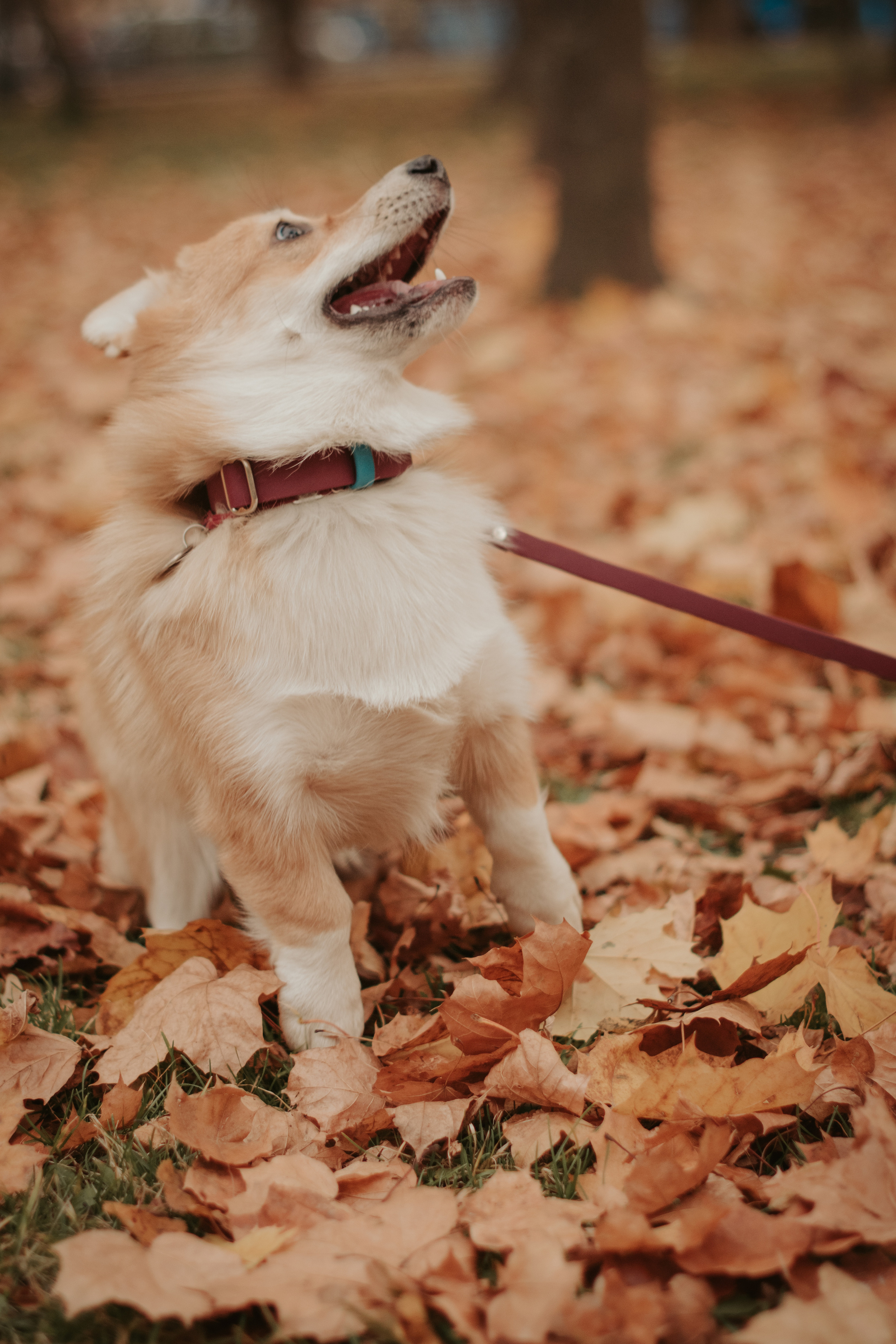 Марина и Мася, Новодевичий сквер. Свадебный фотограф в Москве Анна Полушина