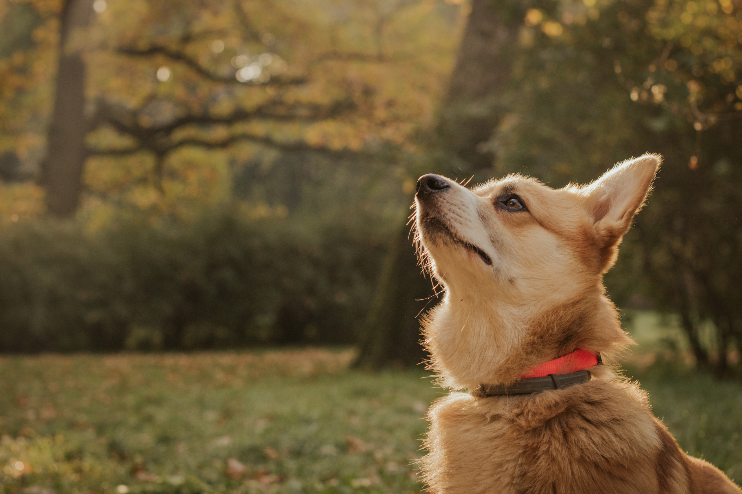 Катя и Оливер, Сокольники. Свадебный фотограф в Москве Анна Полушина