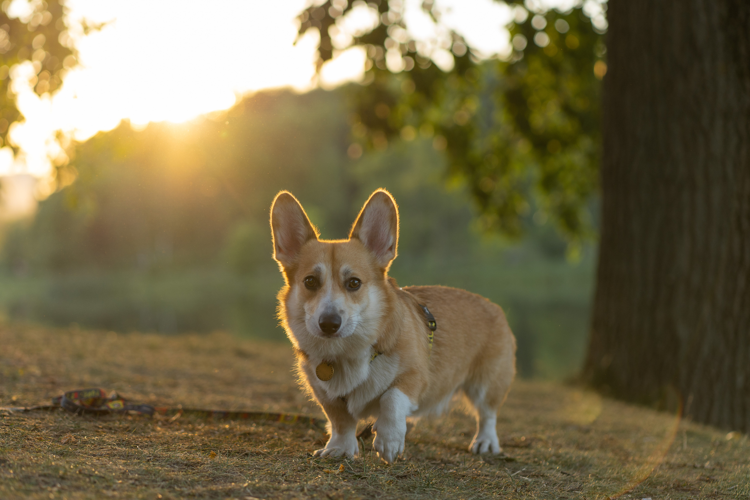 Катя и Боря, Джамгаровский парк. Свадебный фотограф в Москве Анна Полушина