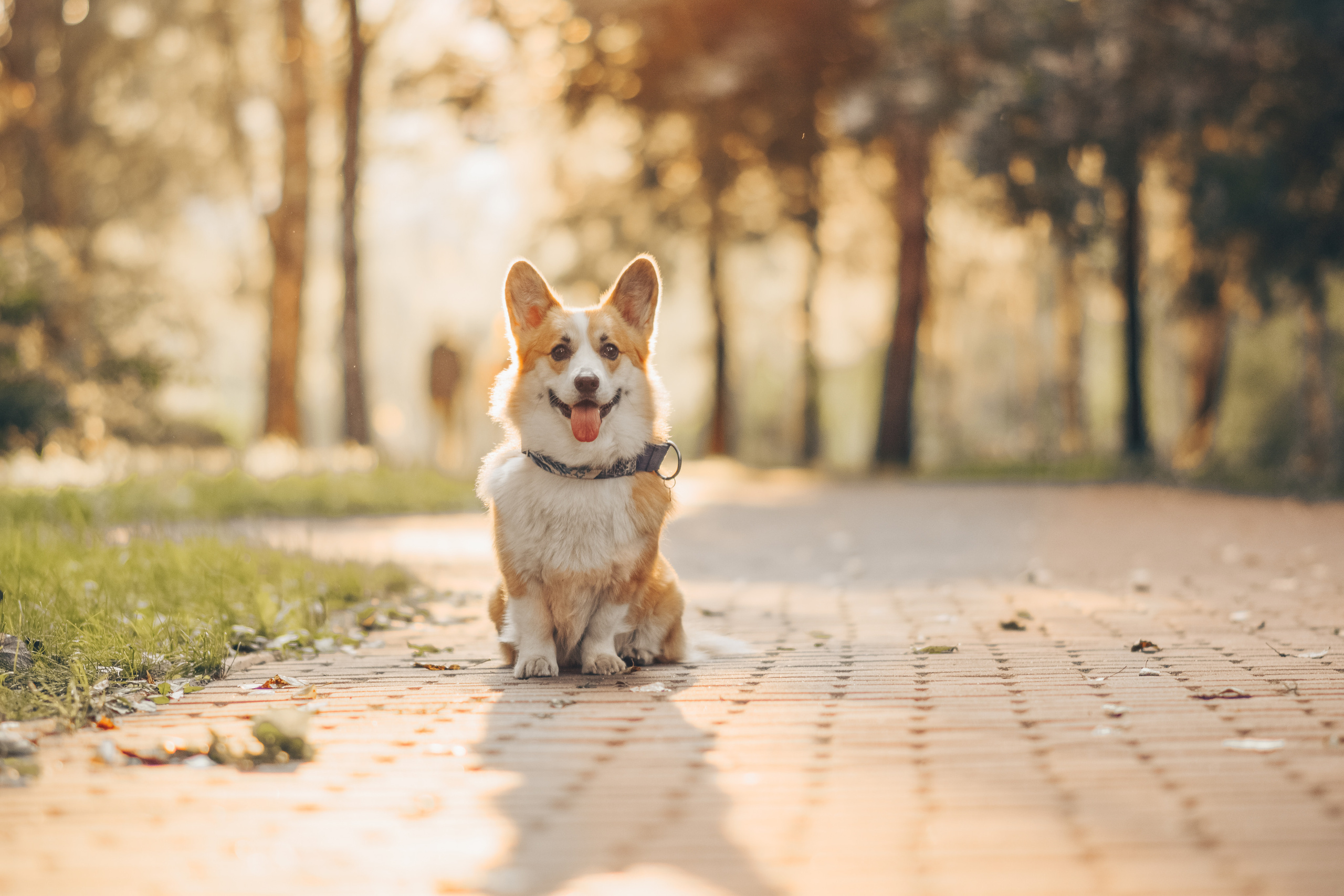 Алина и Ройс, парк на Яузе. Свадебный фотограф в Москве Анна Полушина