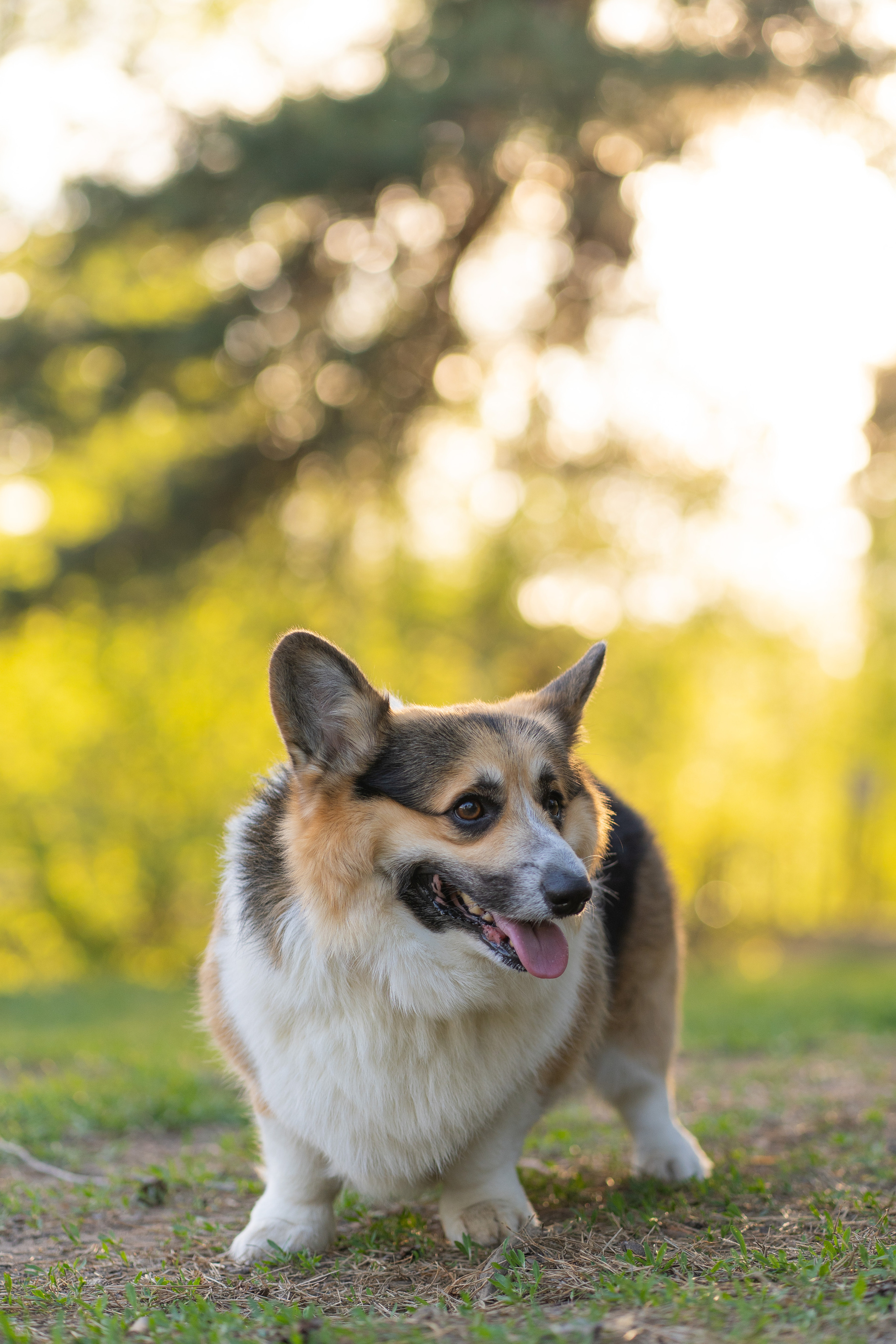Катя и Честер, Серебряный бор. Свадебный фотограф в Москве Анна Полушина