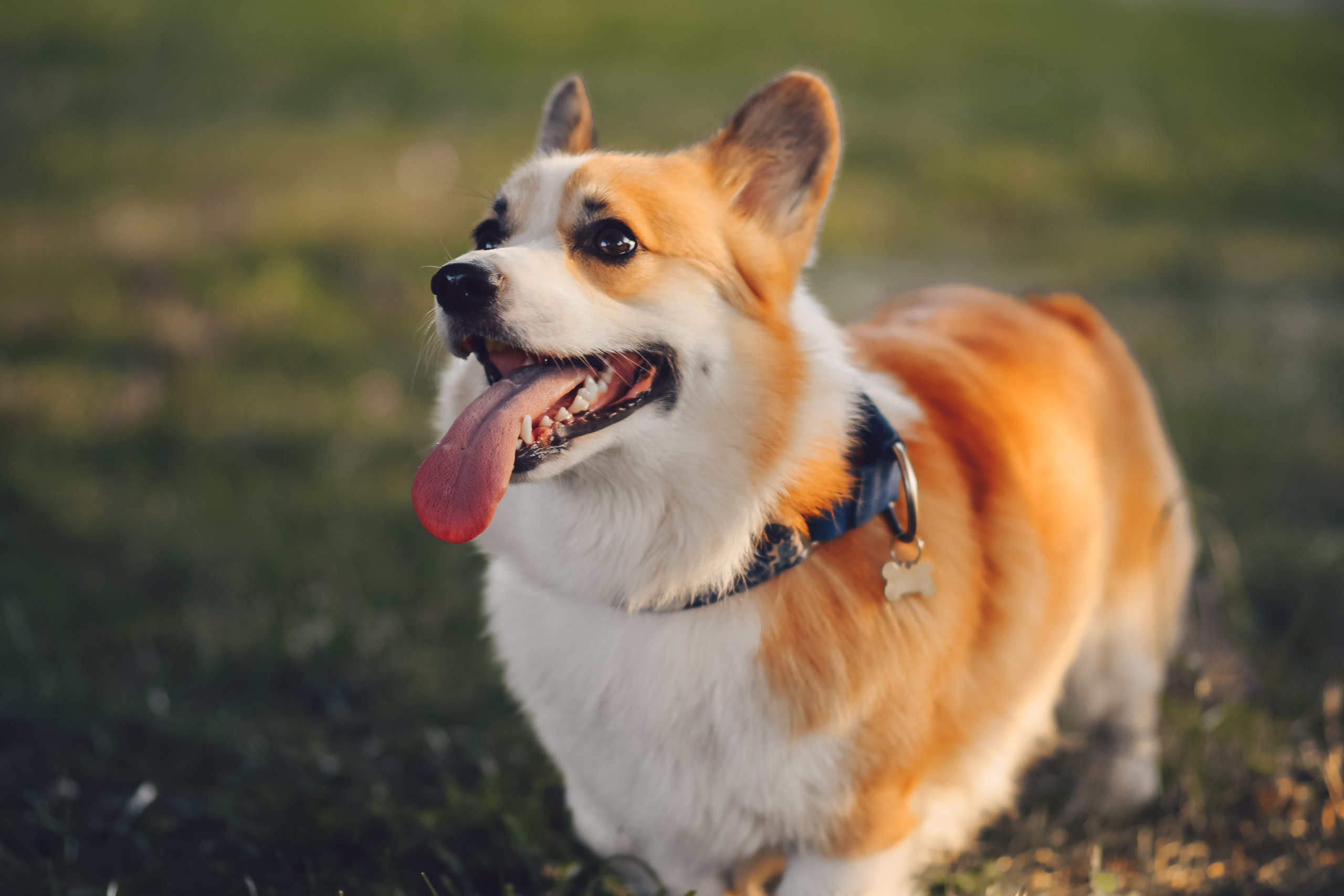 Алина и Ройс, парк на Яузе. Свадебный фотограф в Москве Анна Полушина