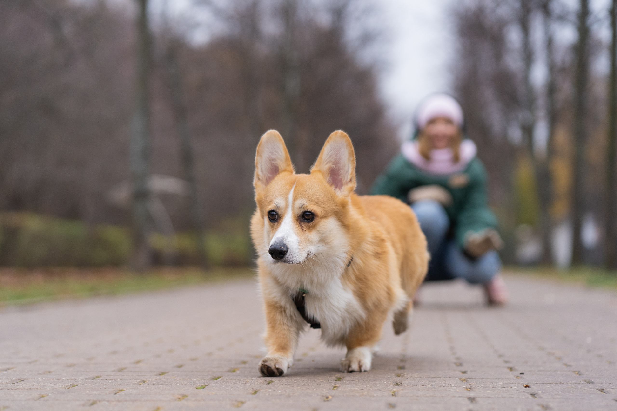Ульяна, Рома, корги Эйс. Свадебный фотограф в Москве Анна Полушина
